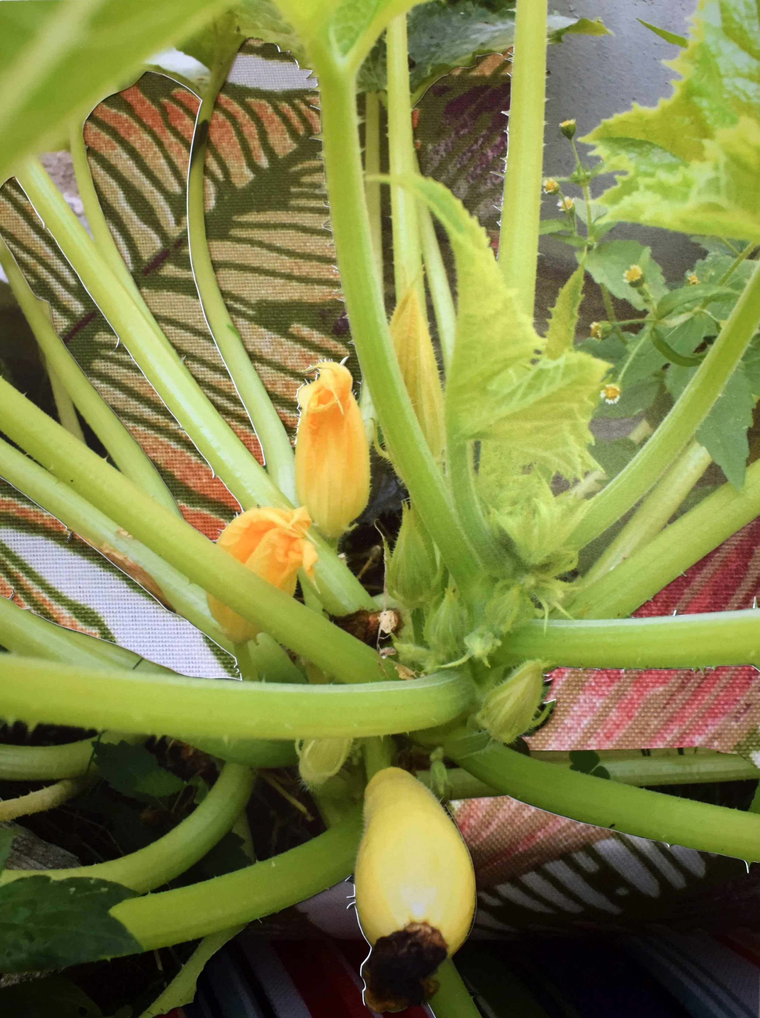 Summer Squash (Harlem)