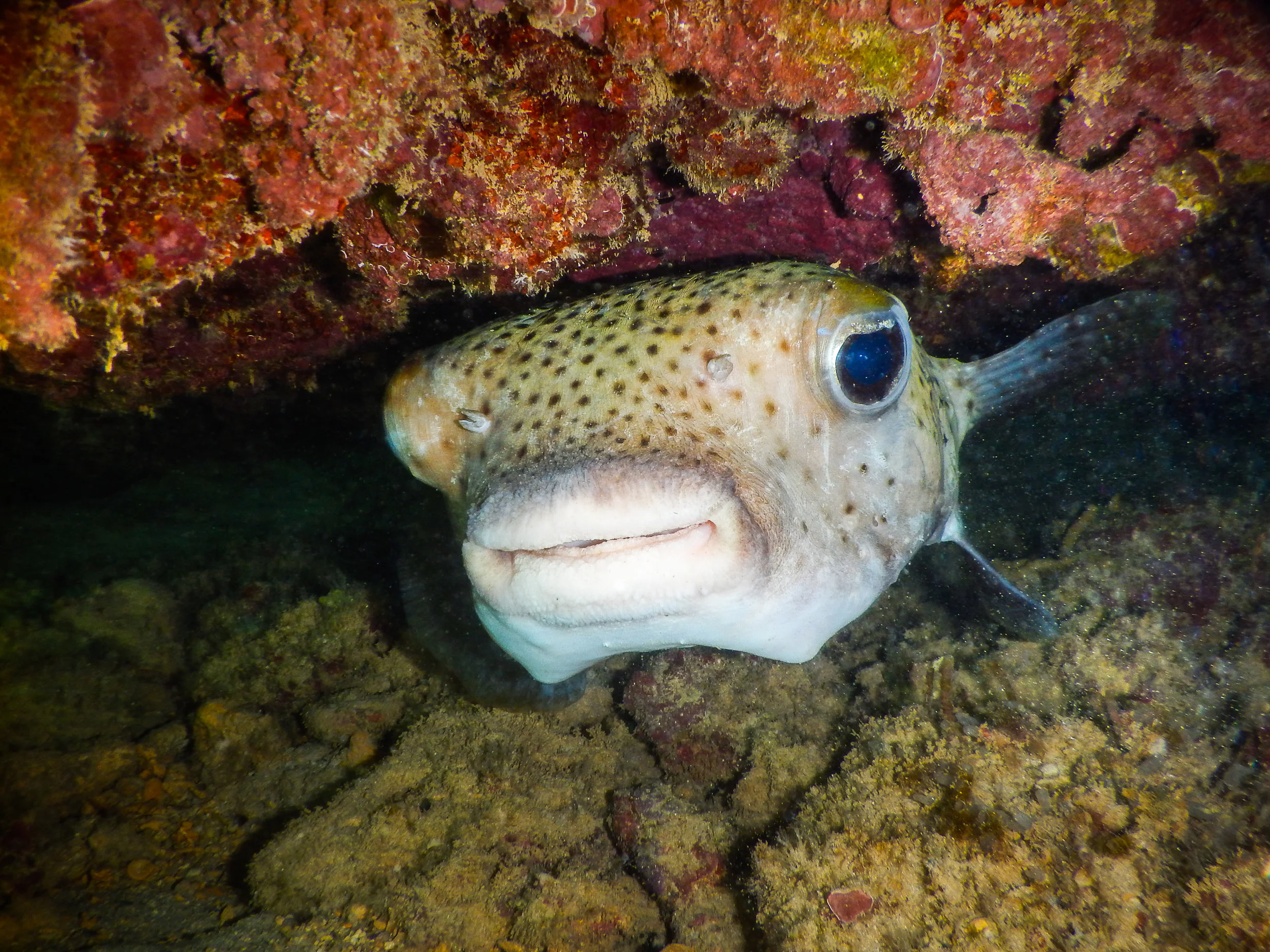 underwater-7.jpg