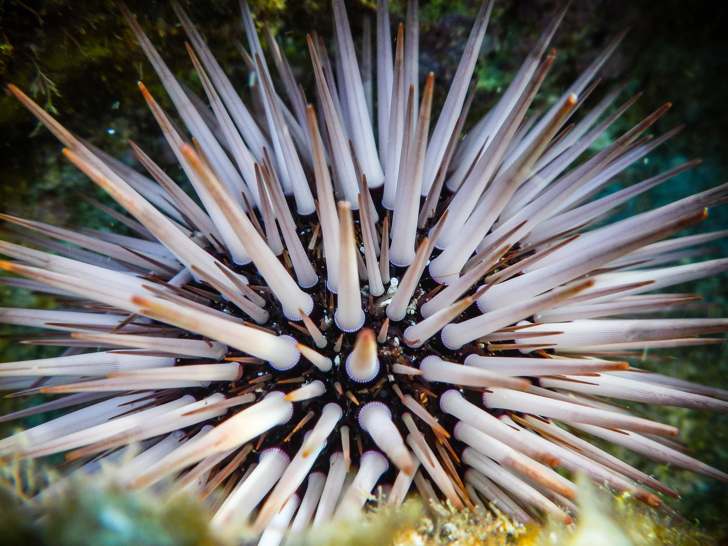 underwater-6.jpg