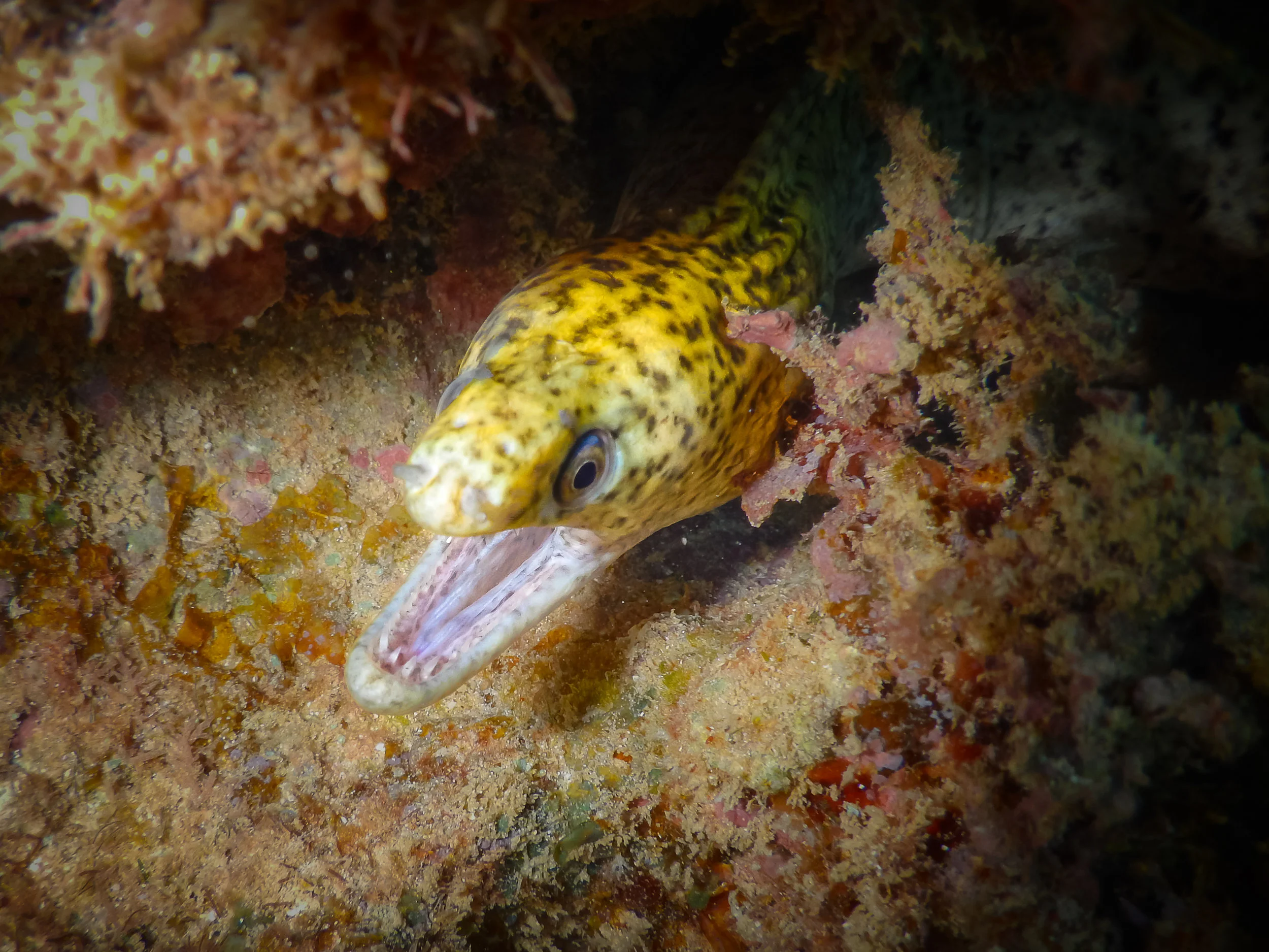 underwater-3.jpg