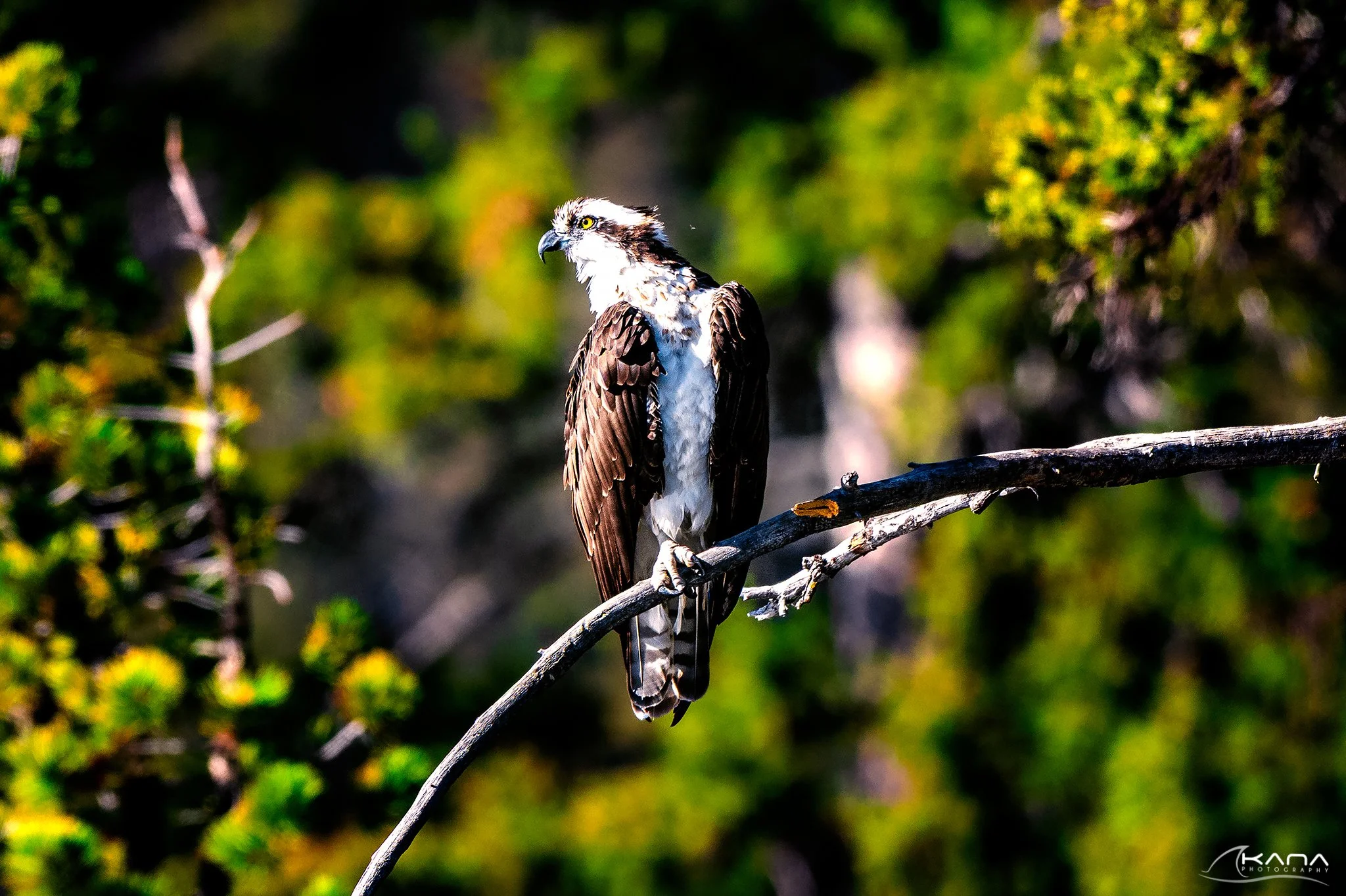 DSC_2192-Edit.jpg
