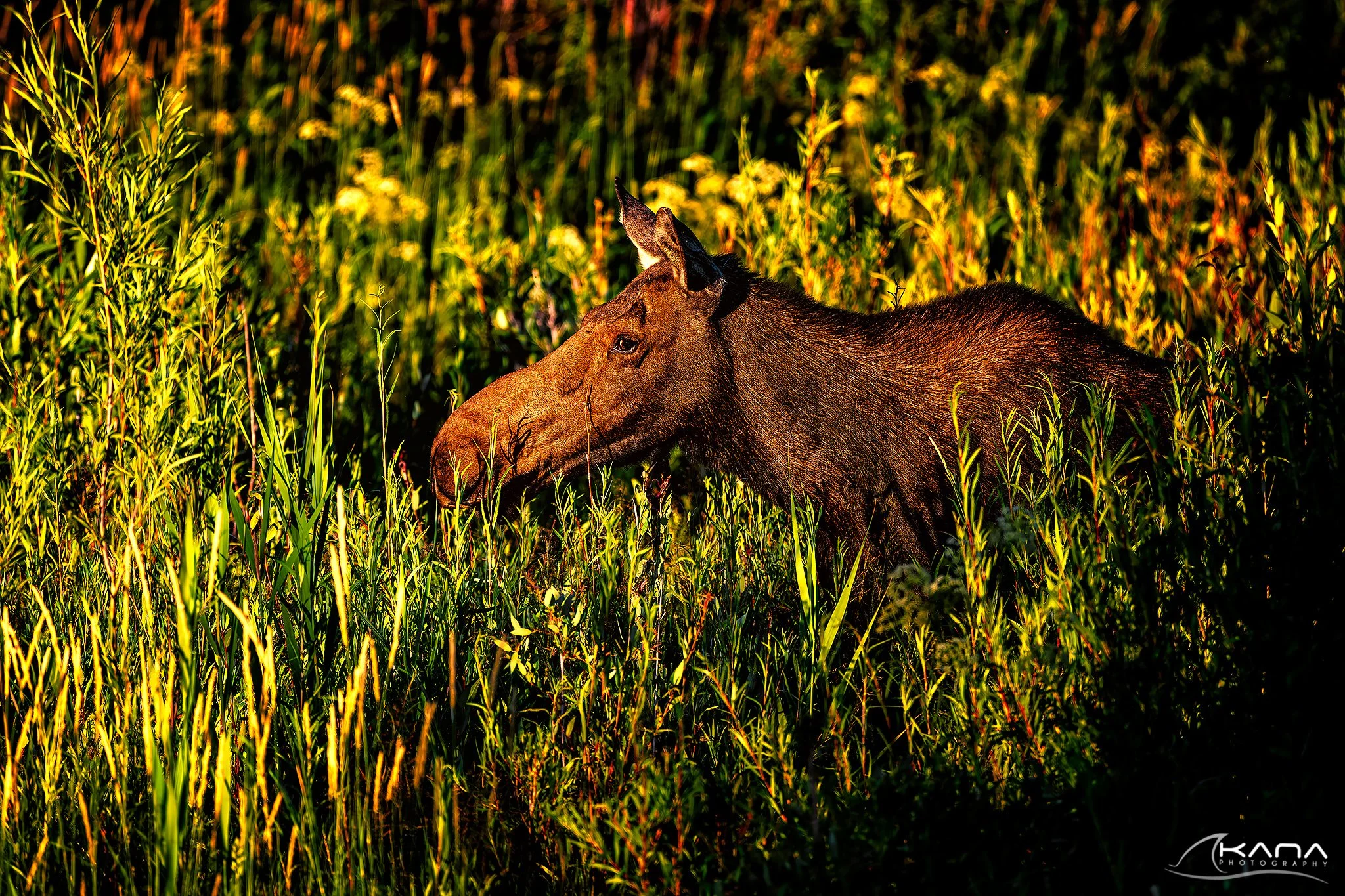 DSC_2699-Edit.jpg