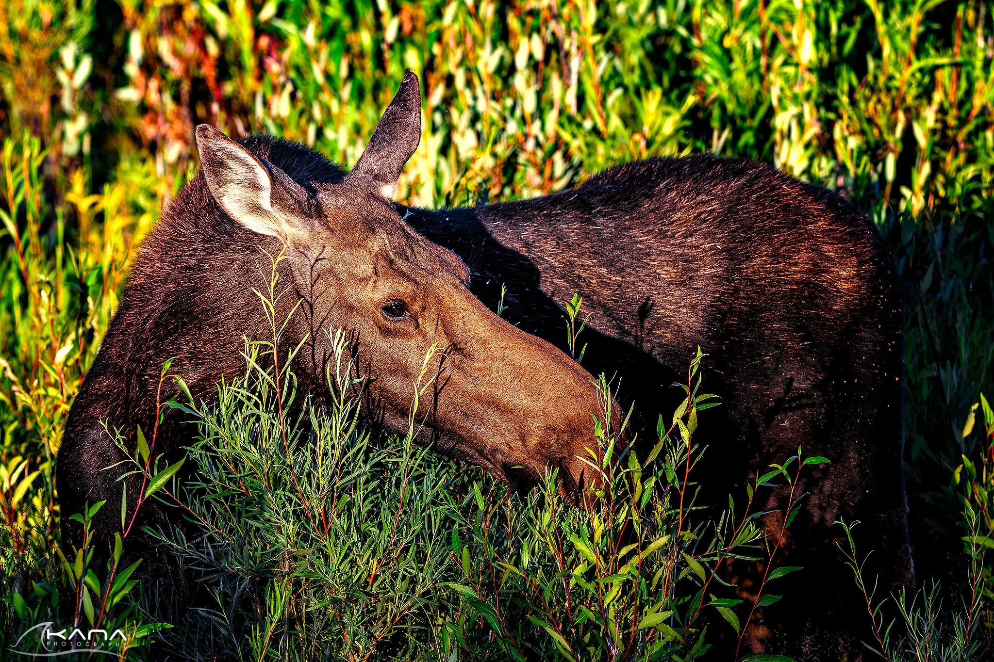 DSC_2802-Edit.jpg