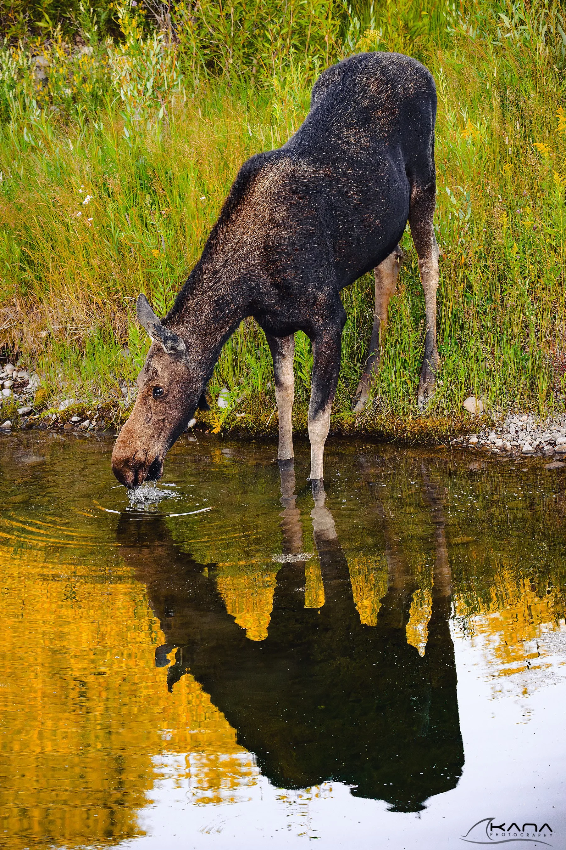 DSC_2950-Edit.jpg