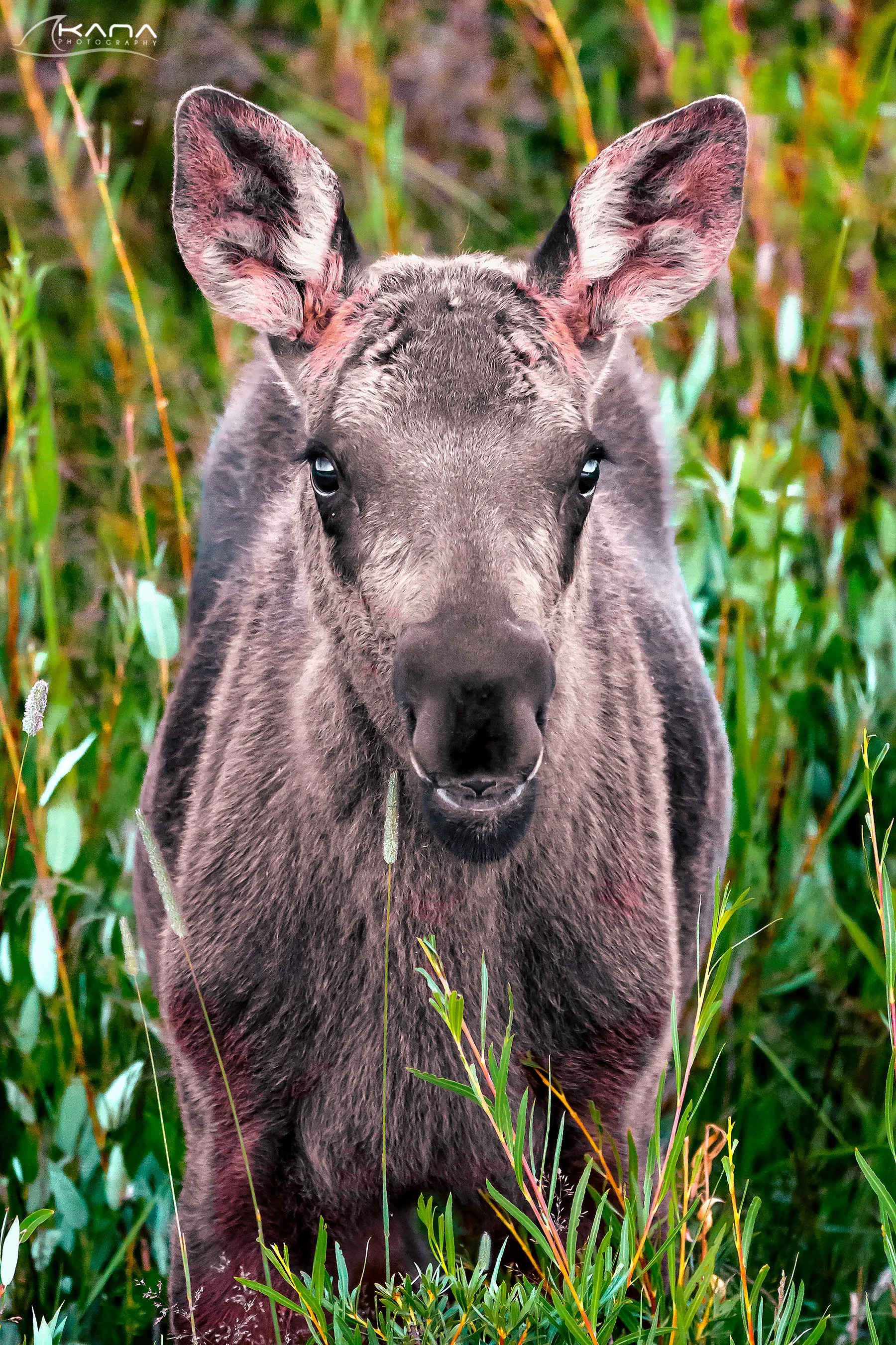 DSC_3078-Edit.jpg