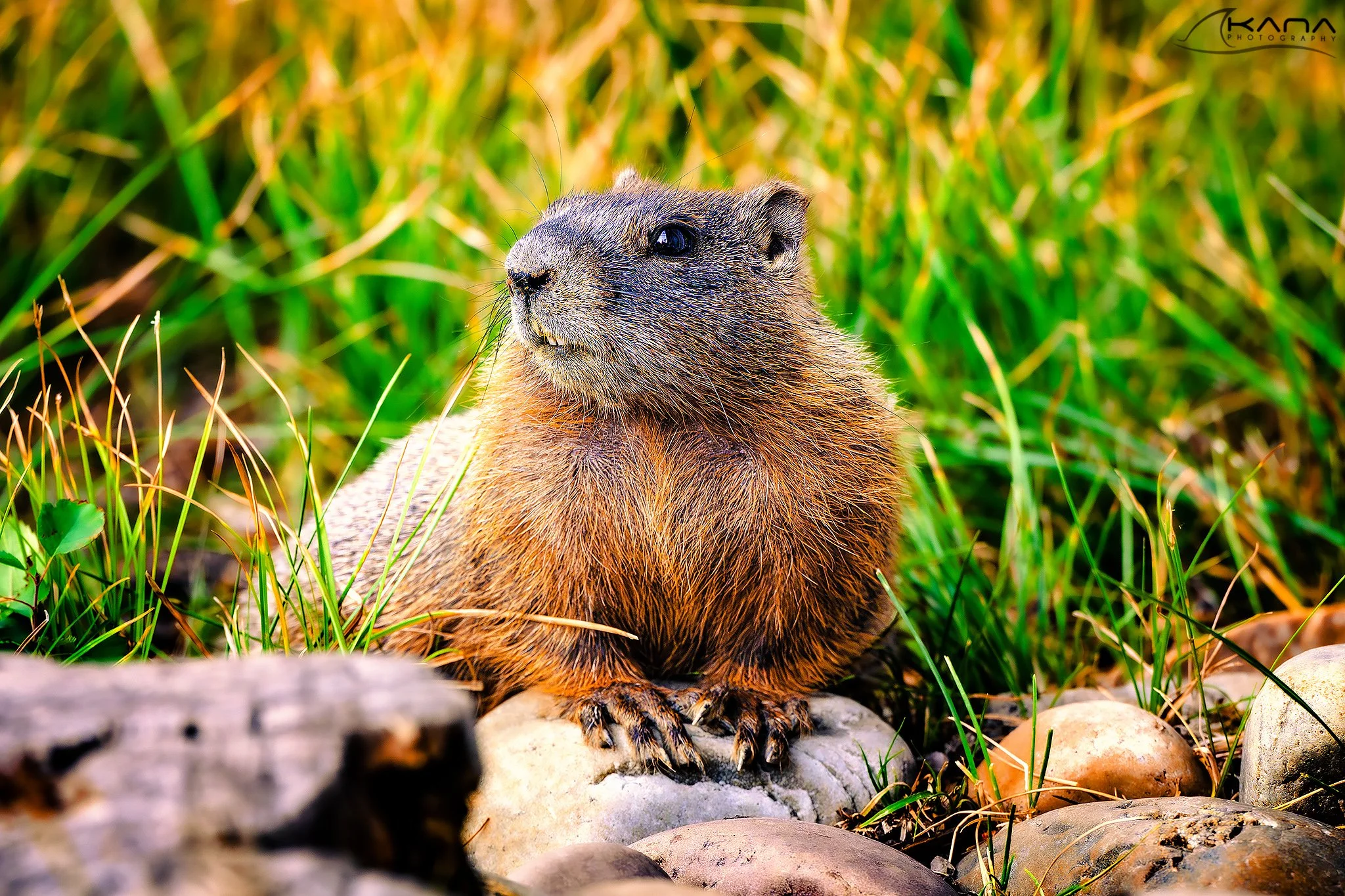DSC_1029-Edit.jpg