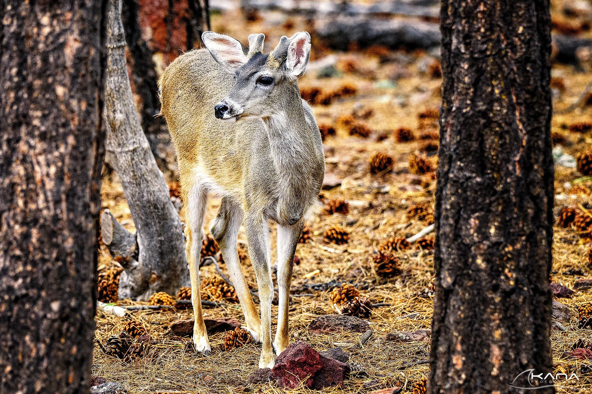 DSC_4142-Edit.jpg
