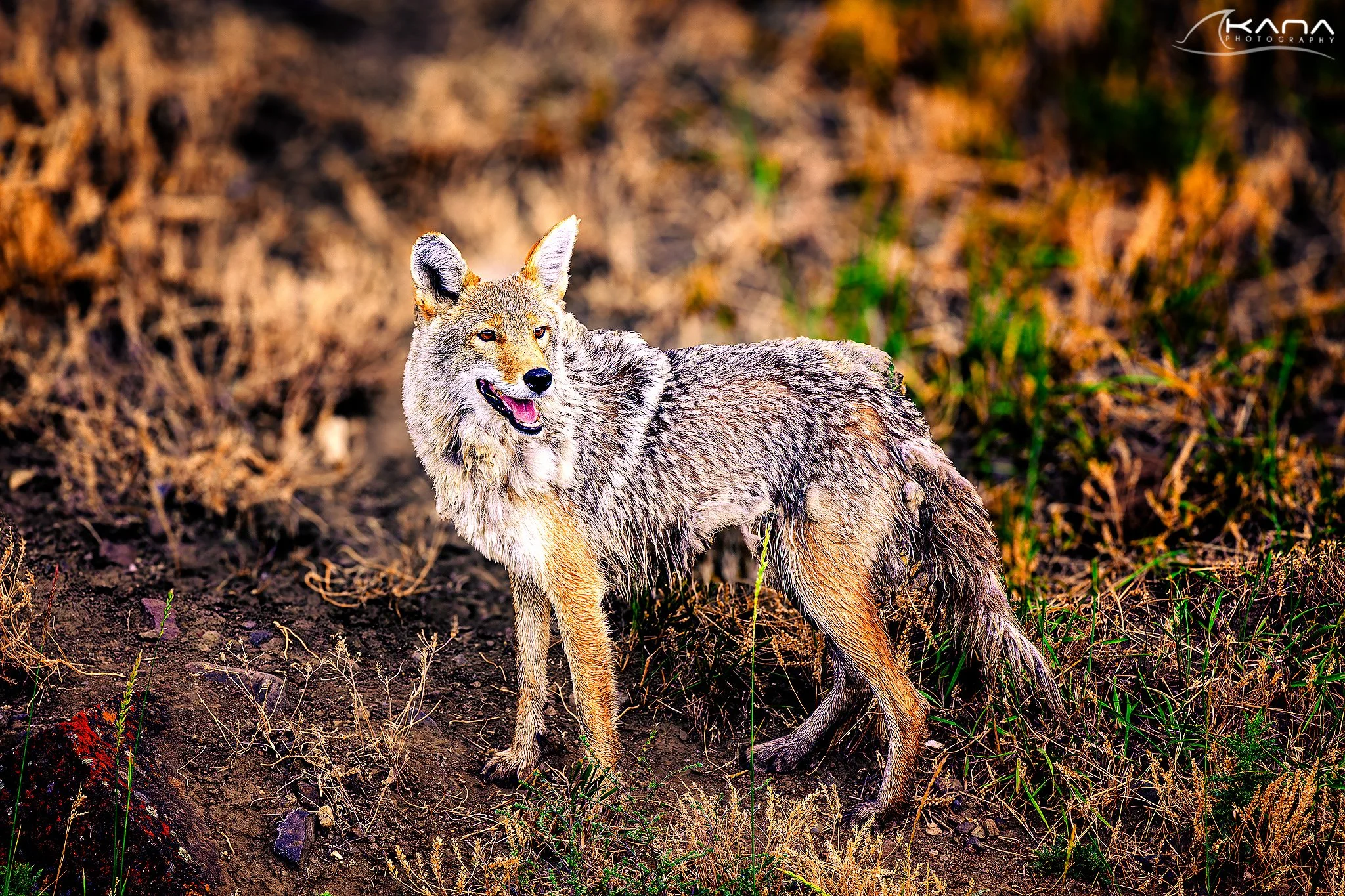 DSC_7514-Edit.jpg