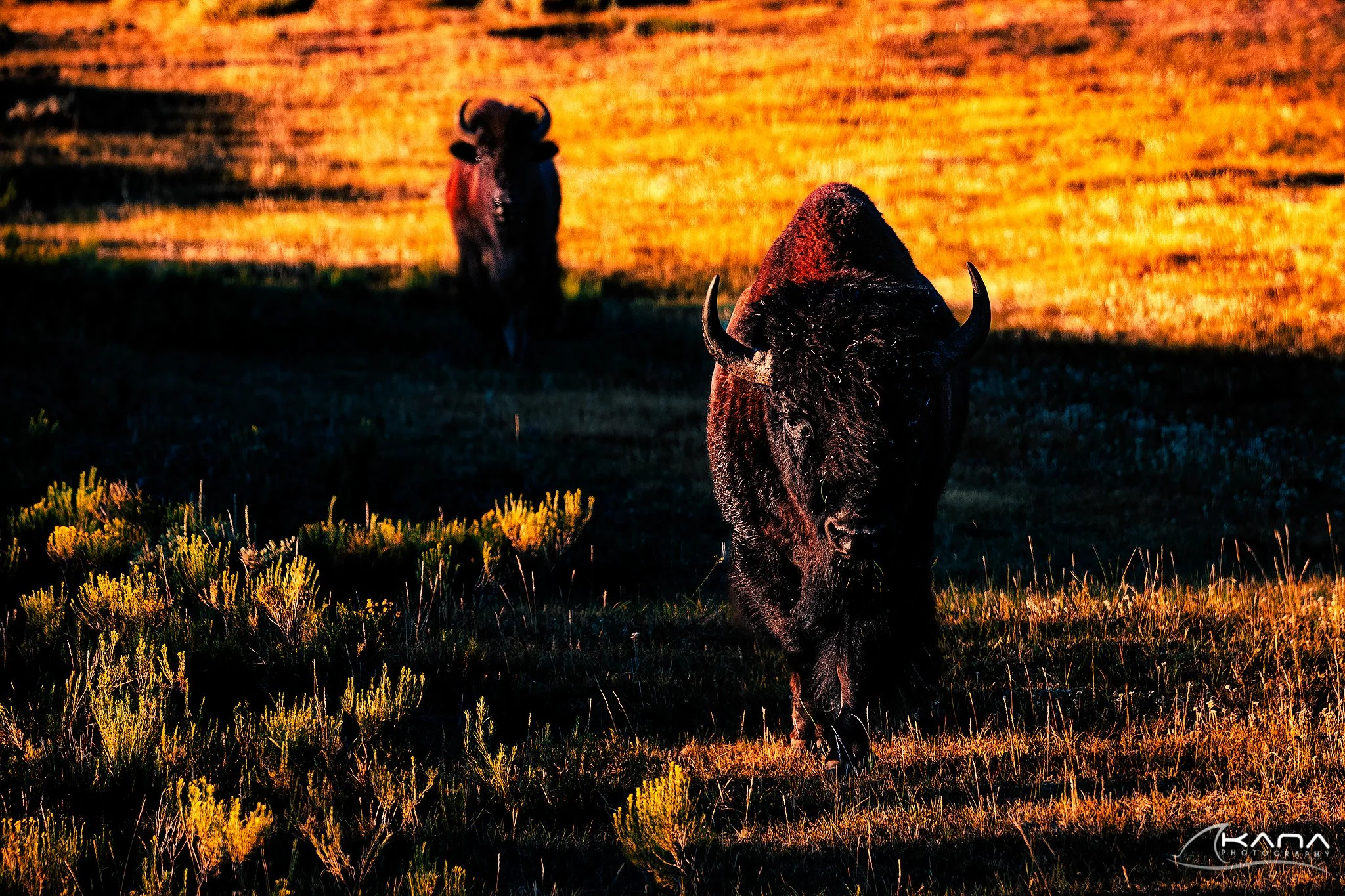 DSC_8649-Edit.jpg