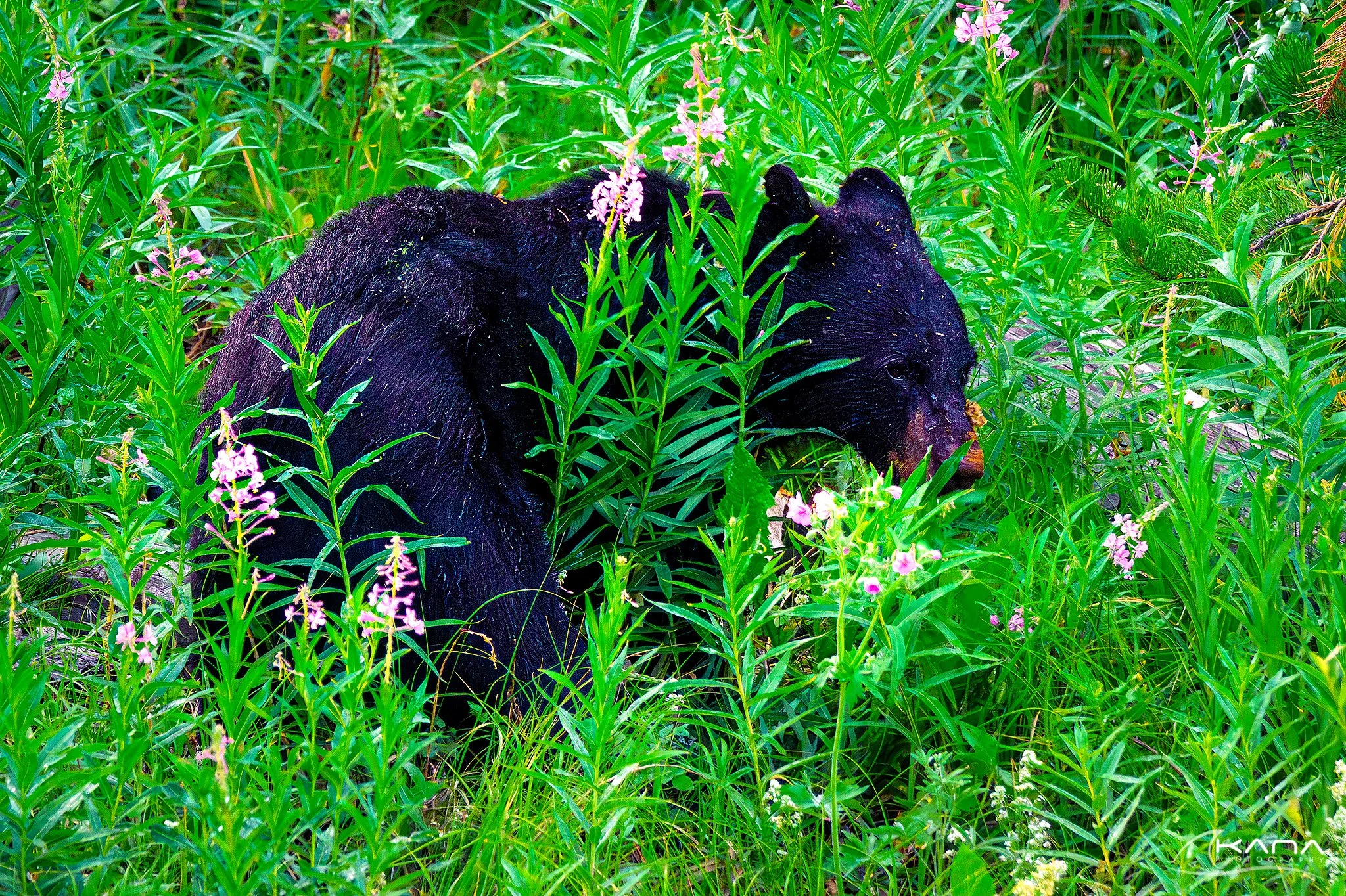 DSC_8401-Edit.jpg