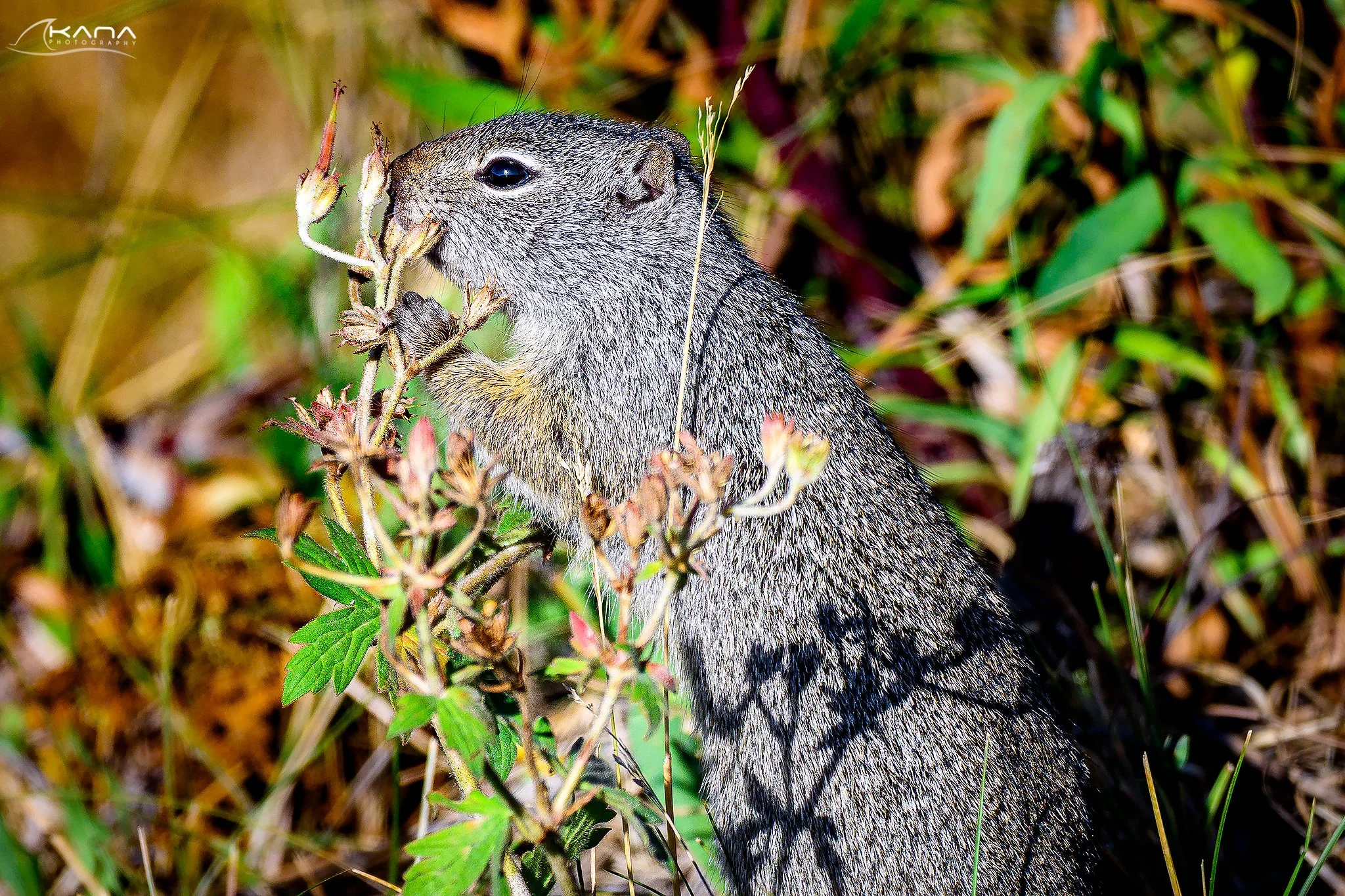 DSC_8964-Edit.jpg