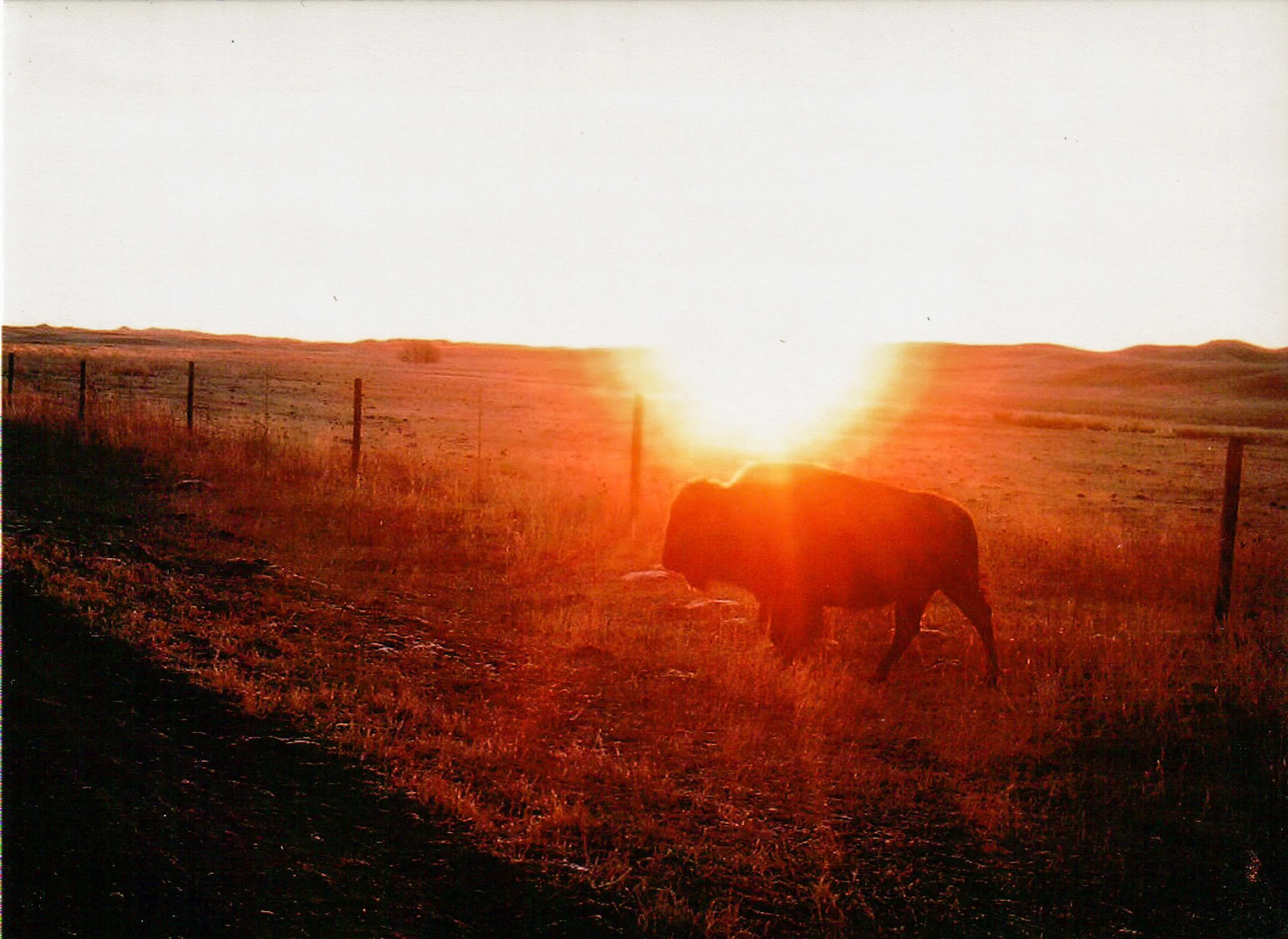 Lone bison at dawn on the Spike Box