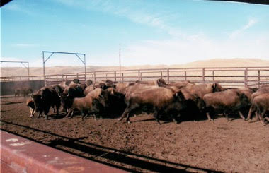 Sorting bison