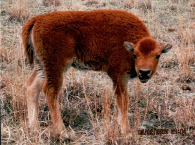 New bison calf