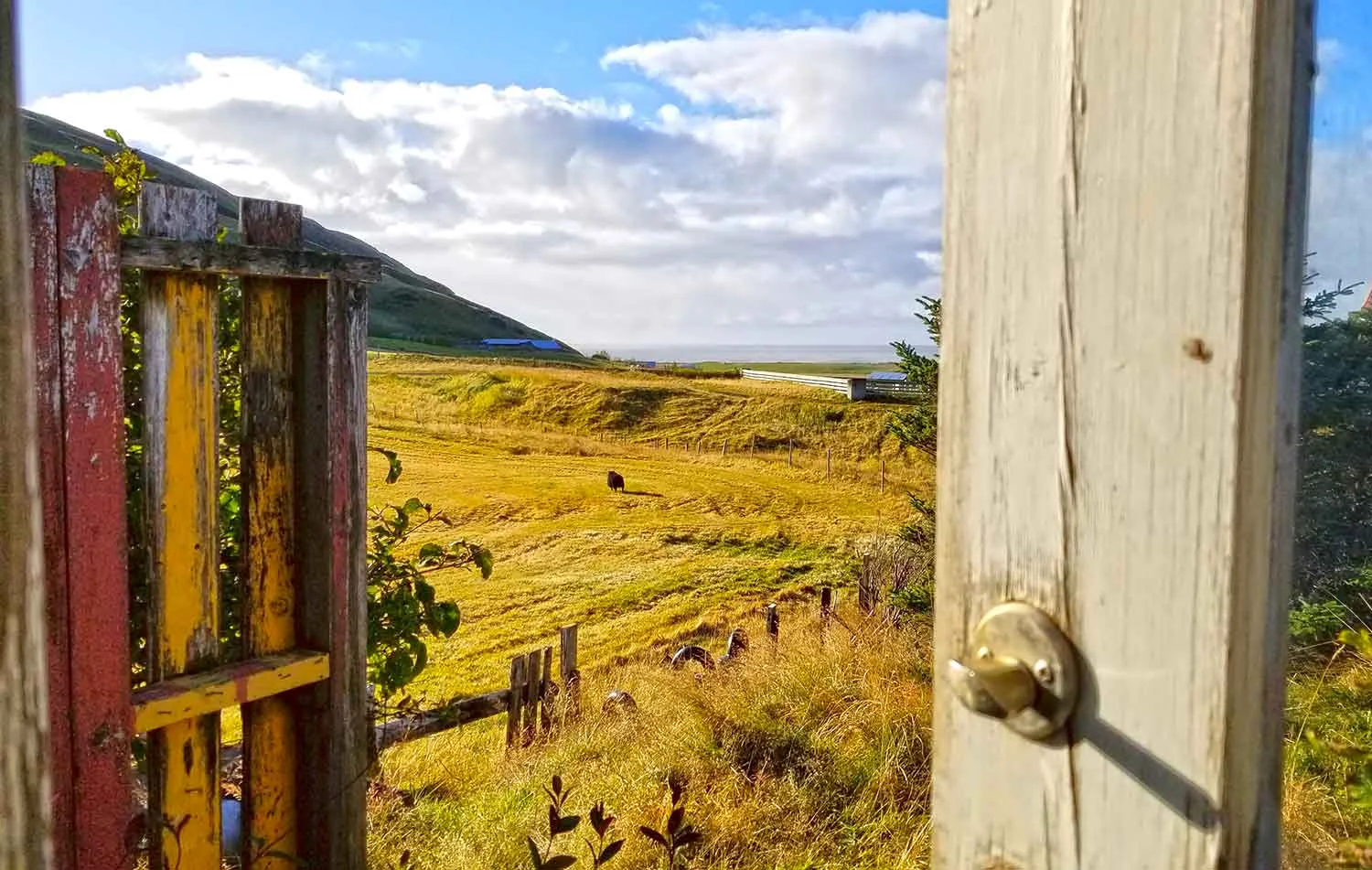 Our morning friend, black sheep from our greenhouse window. Reynisfjara Black Sand Beach in the distance.