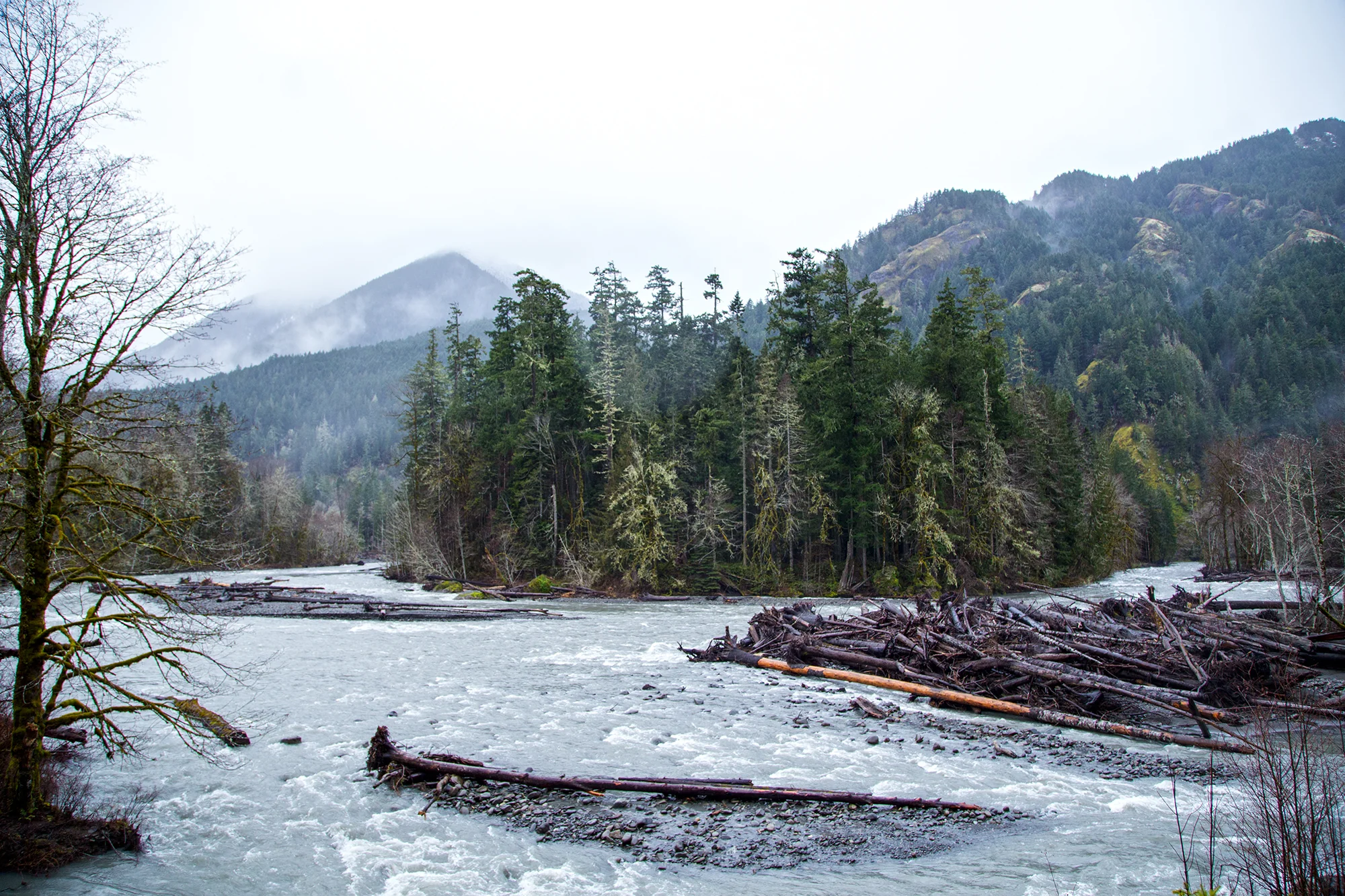 elwha5.jpg