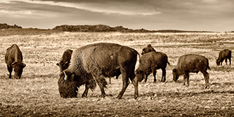 American Bison Grazing on the Plains of Oklahoma