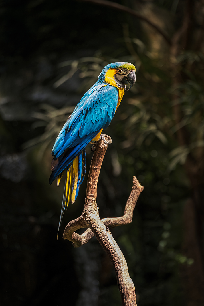 A dramatic portrait of a Blue-and-yellow Macaw resting on a weathered branch. The bold contrast between its bright electric blue feathers and warm golden underbelly creates a striking focal point. This piece adds an elegant, exotic tropical touch to 