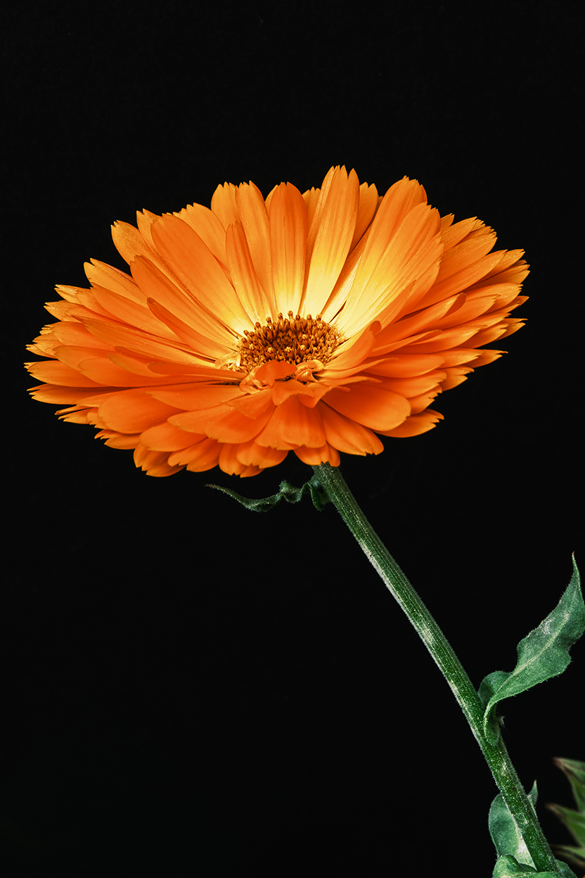 A striking studio macro portrait of a vibrant orange Calendula flower in full bloom. Positioned against a stark black background, the rich layers of petals and warm amber hues radiate natural beauty and clean geometric form. Perfect for bringing mode