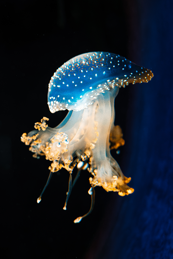 A serene study of an Australian Spotted Jellyfish glowing against deep oceanic darkness. The contrast between its starlit blue bell and delicate golden tentacles creates a striking focal point. Perfect for bringing modern, calming marine sophisticati