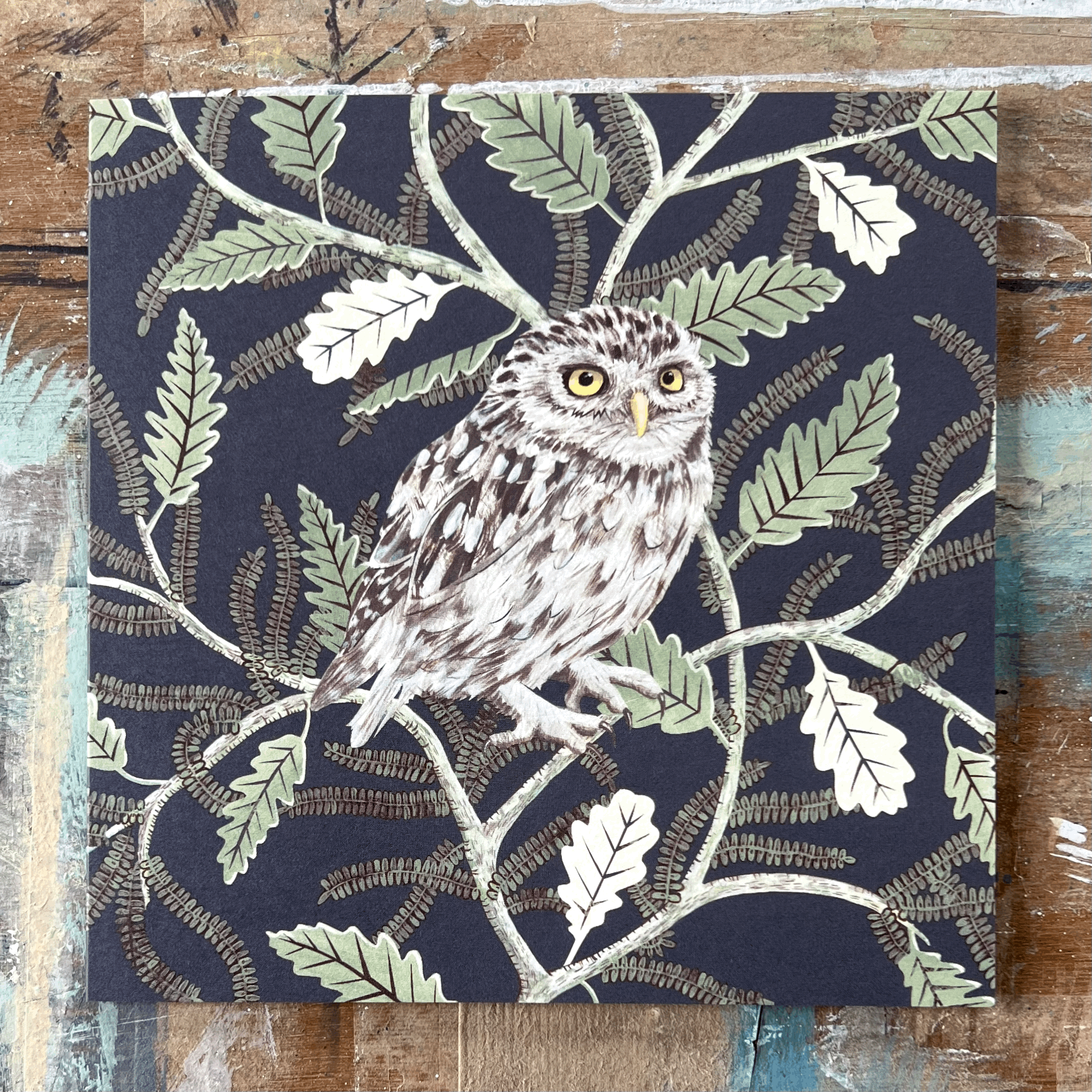 Little Owl