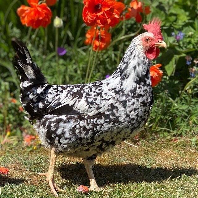 I think it would be fair to say our four hens have become much loved additions to our family!  It&rsquo;s remarkable how different they all are too; each with their own distinct personality.  Meet Peppi, a Leghorn named after the beautiful coastal Pe
