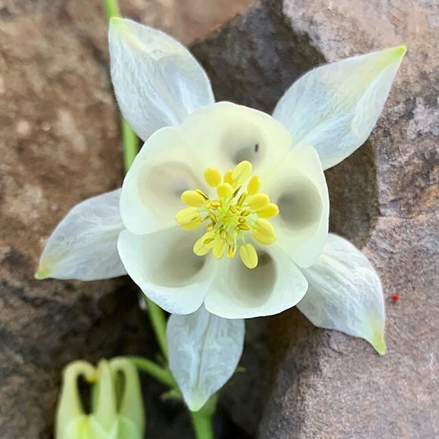 This beautiful white Aquilegia Vulgaris (commonly known as Columbine) has self seeded in my garden; it&rsquo;s delicate nodding flower is quite a thing of beauty and disguises it&rsquo;s intricate design within. The soft white petals are tipped with 