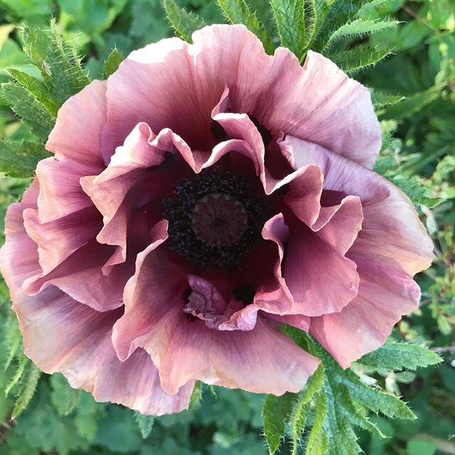 There is something magical about poppies... blousy, paper thin, frilly and fantastic.  The pinky lilac petals are just beautiful aren&rsquo;t they? This poppy was photographed by one of my clients as it flowered in her garden.  I was so touched she t