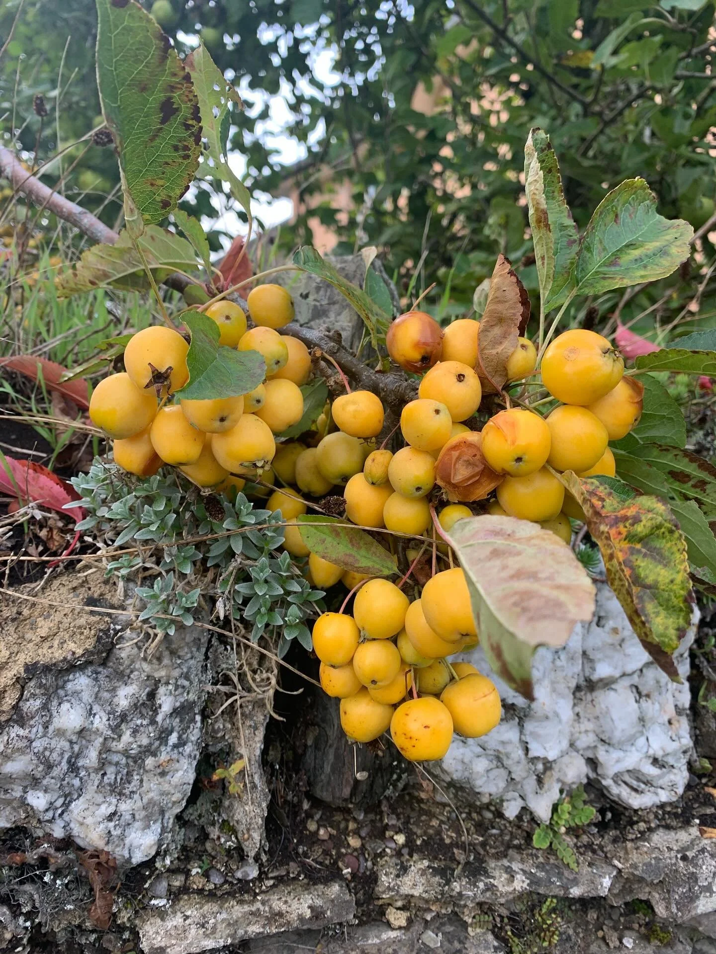 A bit of inspiration on Exmoor! I saw these sunshine yellow berries on the way in to my framer - so beautiful and the beginning of what promises to be a glorious Autumn colour story here in the West Country! Anyone know the name of these beauties? Ha