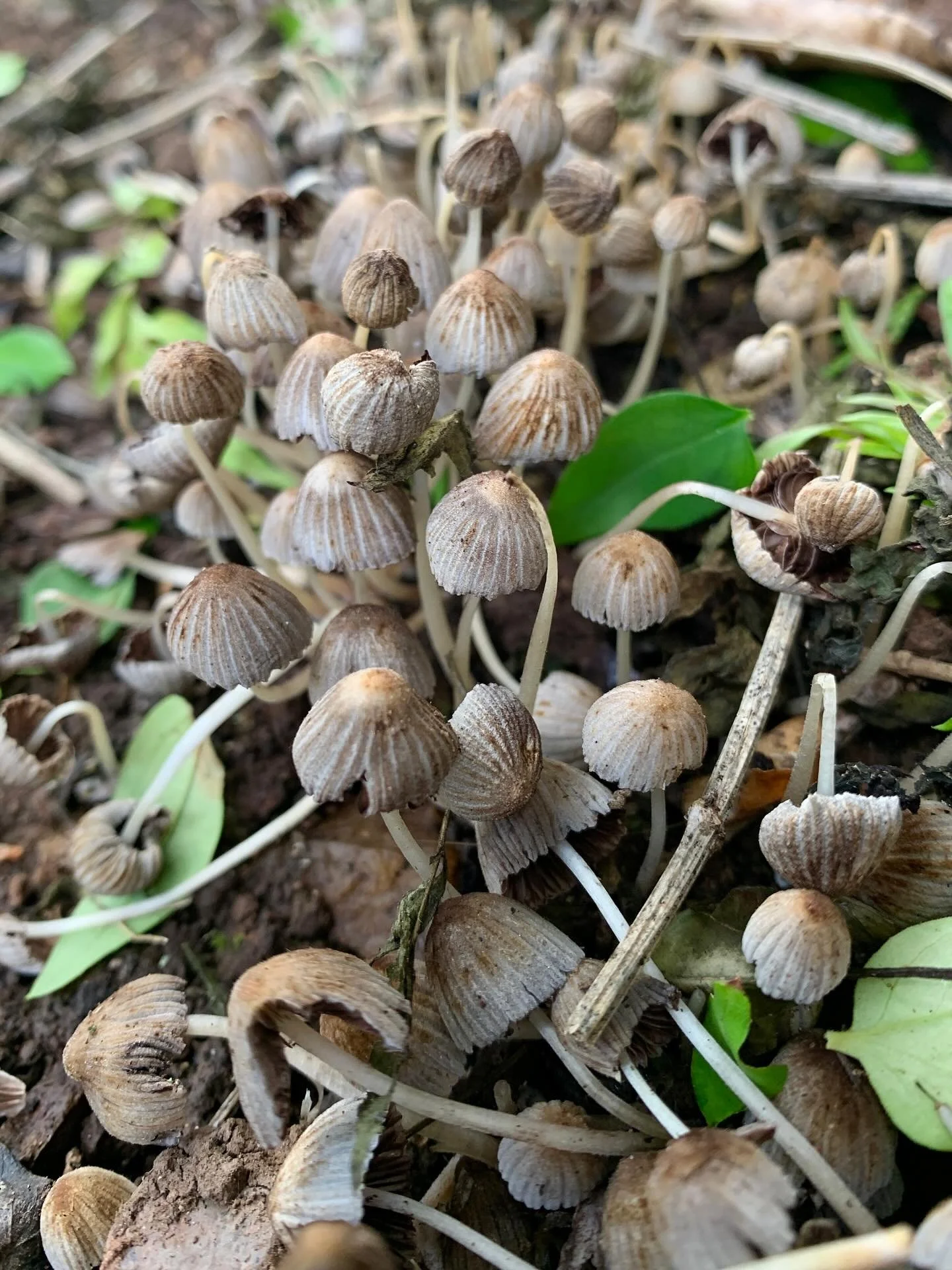 These diminutive Fairy Ink cap mushrooms have been quietly growing at the base of a tree in my garden - little grey-brown pleated caps around two centimetres high. I discovered them whilst doing a bit of much needed weeding!  And then a day or two la