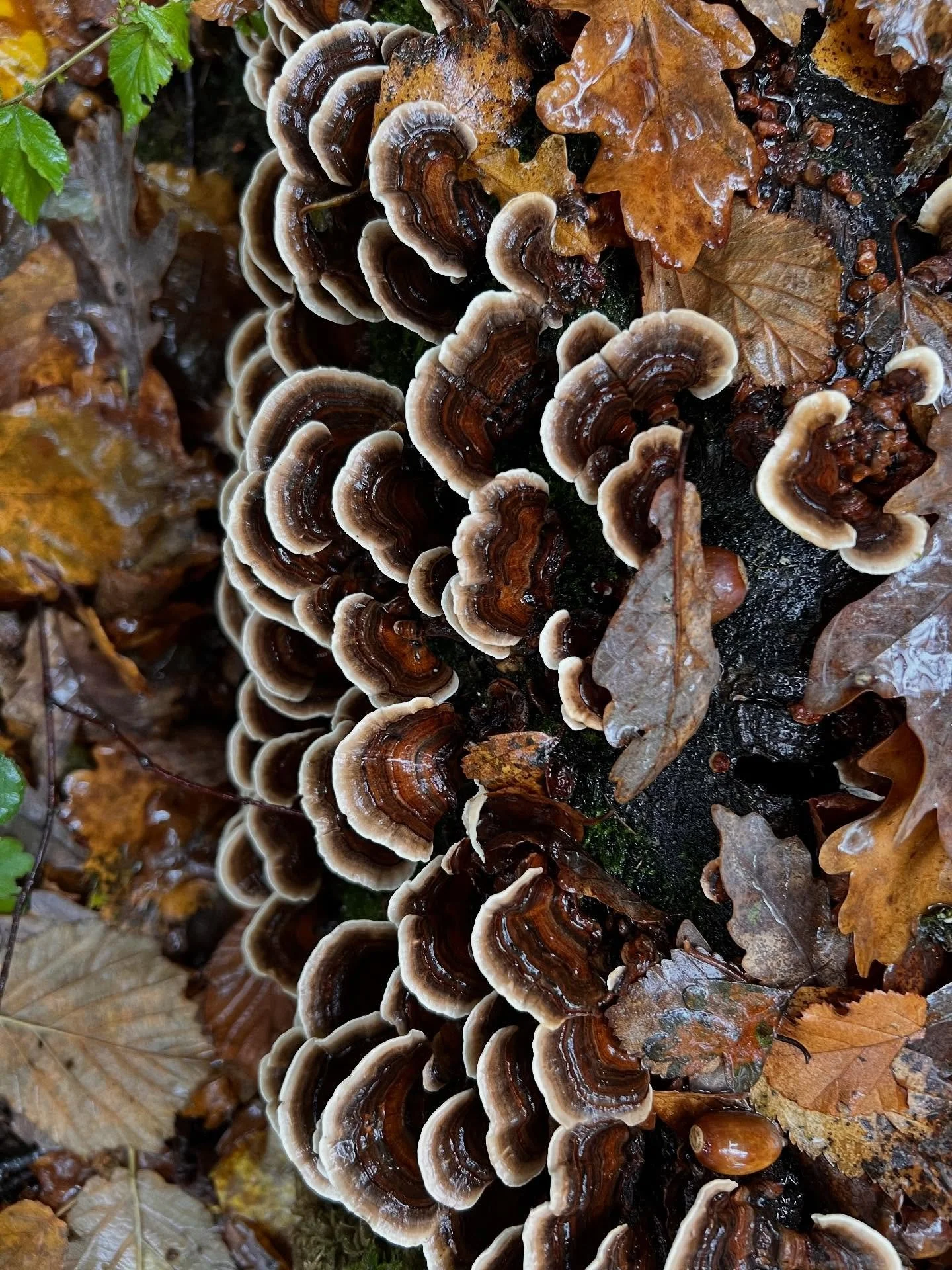 Exmoor is alive with fungi and this Turkey tail is in its element amongst the sodden Autumnal leaves.  There is something so magical about fungi, an element of jeopardy with some species looking beautiful but silently deadly!  It&rsquo;s a beautiful,