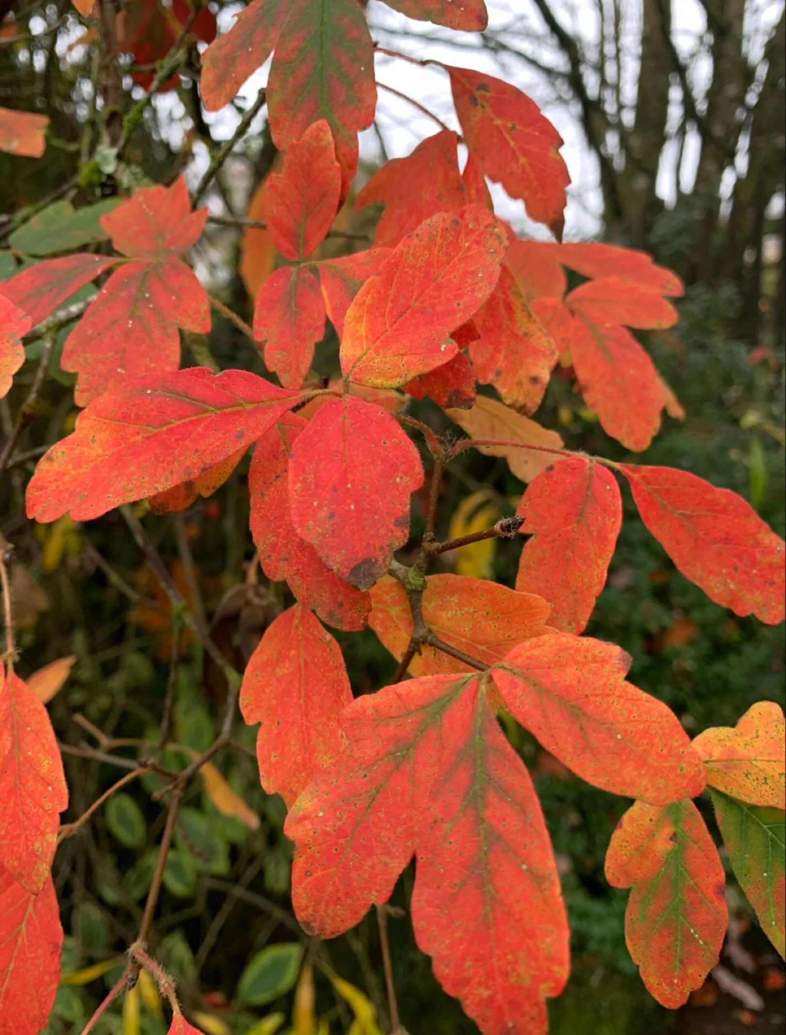 For any of you who need a punch of colour this afternoon&hellip;.this Acer doesn&rsquo;t disappoint!  The flame orange leaves are so uplifting and cuts through the gloomy clouds blanketing the sky.  It&rsquo;s been a busy week for me with some rather