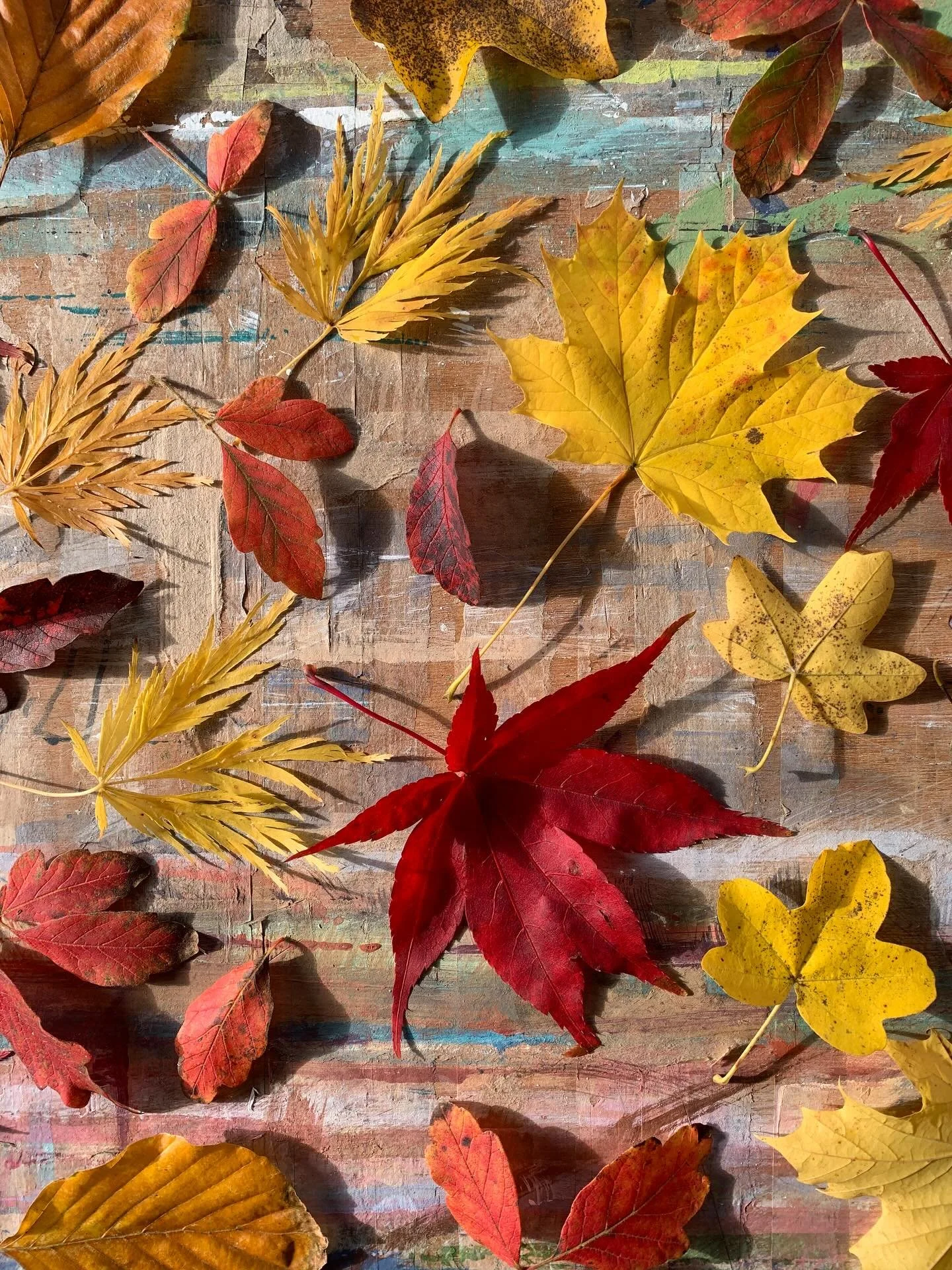 These leaves just make me smile!  A burst of colour in my studio and the gorgeous sunshine today in Devon is just the ticket! 
.
.
.
#leaves #autumn #autumnvibes🍁 #autumnalcolours #red #orange #gold #yellow #inspiration #dayinmystudio #devonlife