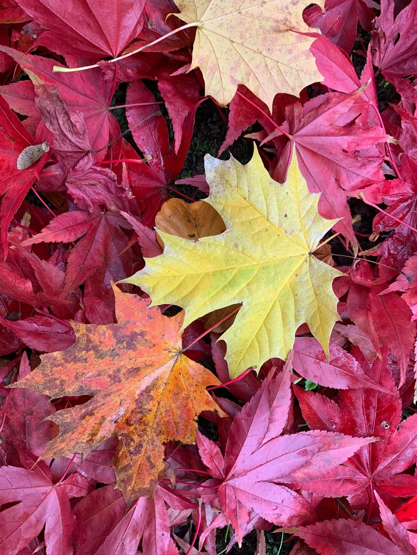Totally mesmerised by this photo I took in my neighbours garden!  What an incredible Autumn we have had here in Devon! So many uplifting colours to paint! It&rsquo;s a busy time in my studio finishing collage paintings and delivering my new work to @