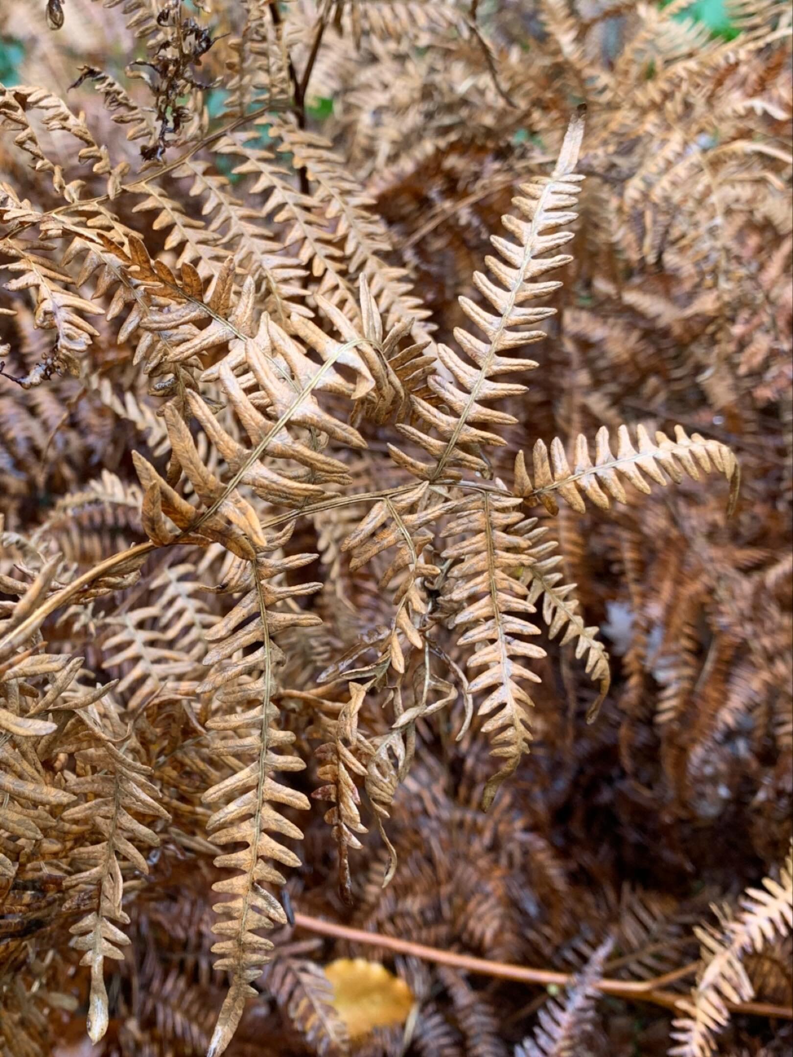 Looking at the soft tans and pecan browns of bracken on a walk on Exmoor&hellip;such a soft, beautiful colour story which eases us into the Winter light.  It always feels little is happening at this time of year but there is so much to admire and it&