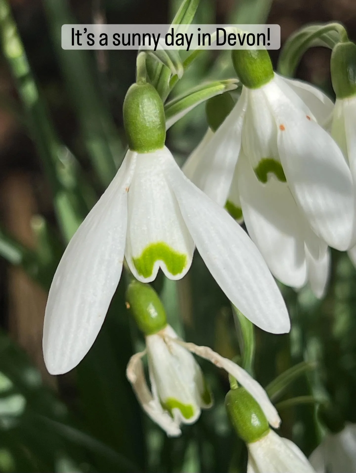 The sun is out! And it&rsquo;s just wonderful to see new blooms in our gardens! Happy weekend everyone!  I am full of cold today but who cares when the sun is shining! X 
.
.
#februaryblooms #flowerstagram #inspiration #bluesky #sunshine