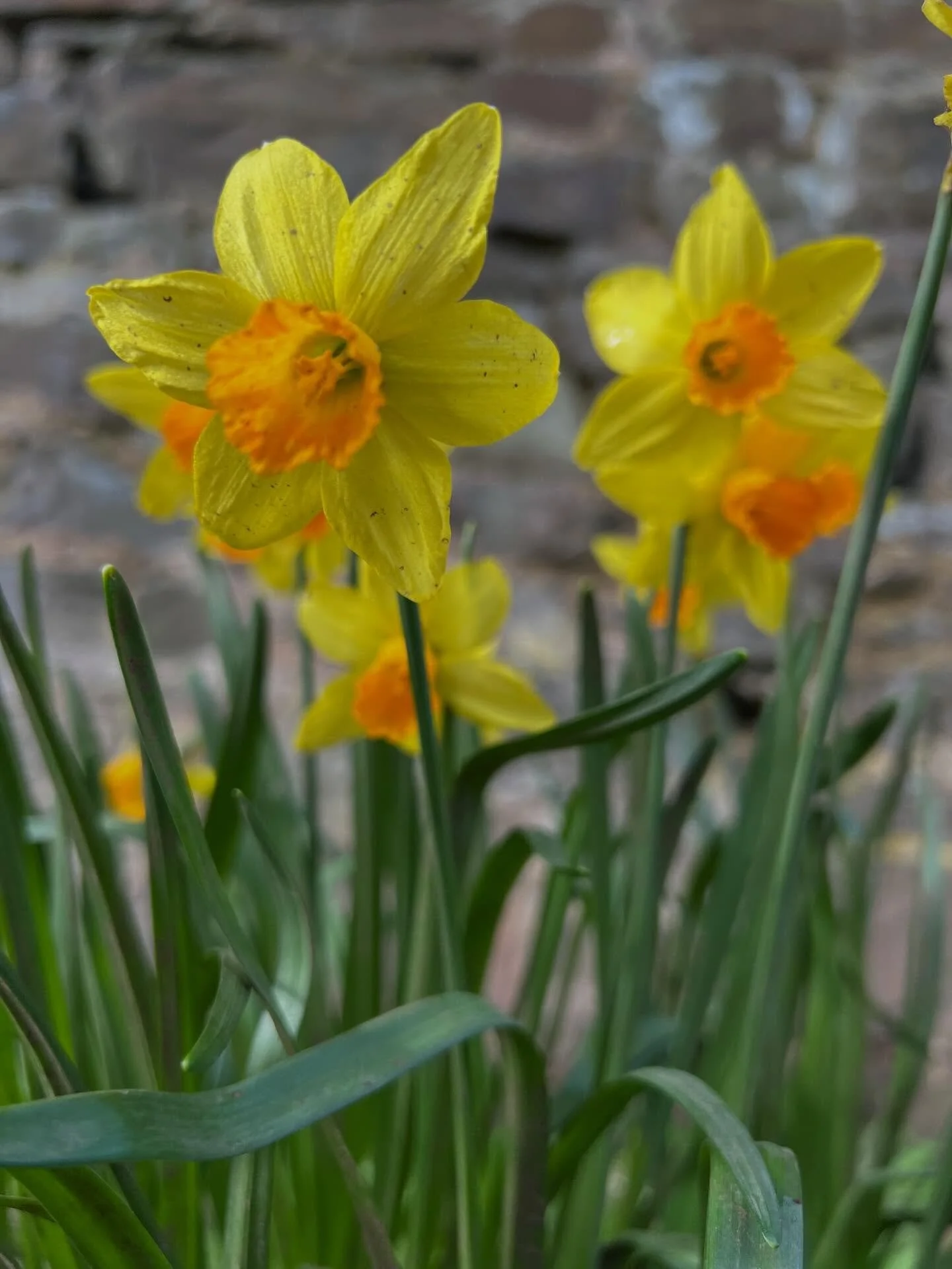 The sun is out and daffodils are lining country lanes, and filling our gardens in Devon.  Sunshine yellow heads bringing pure joy today!  So much inspiration from this humble bloom and should you need an uplift today, go to @the_englishartist  for in