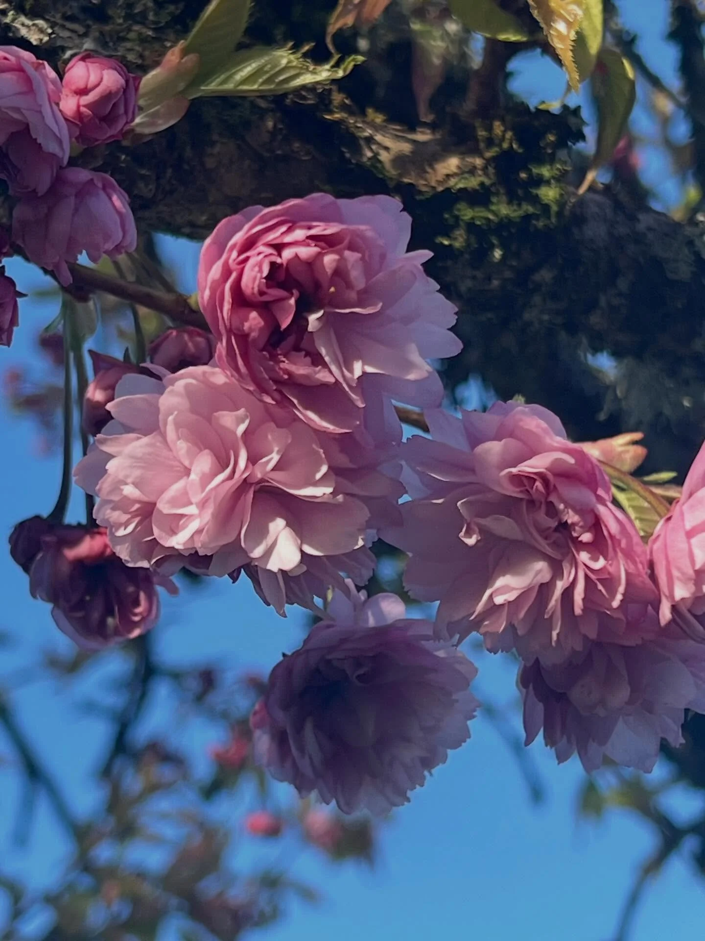 I was told a while ago that the cherry tree in my garden wouldn&rsquo;t last for much longer, yet despite the odds and with a good dose of Devon sunshine, this little tree is full of sugar pink blossom.  Spring is such a joyful season! 
.
.
#springbl