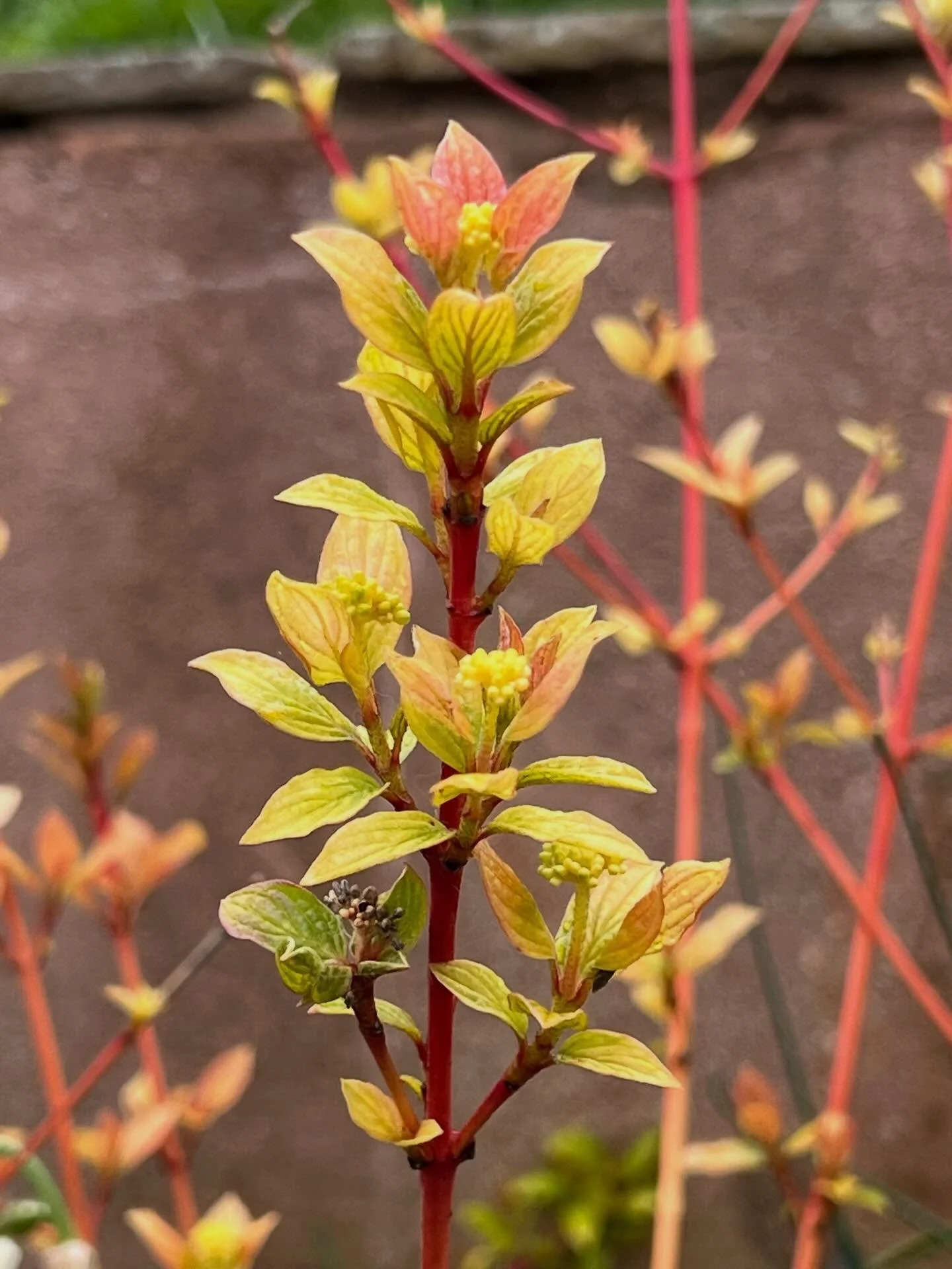 It&rsquo;s pouring with rain today and I&rsquo;m even contemplating lighting the fire in my studio! The tulips are drooping but this beautiful Dogwood is defiantly cheerful with its rubine red stems and butter yellow leaves. 
.
.
#dogwood #colourther