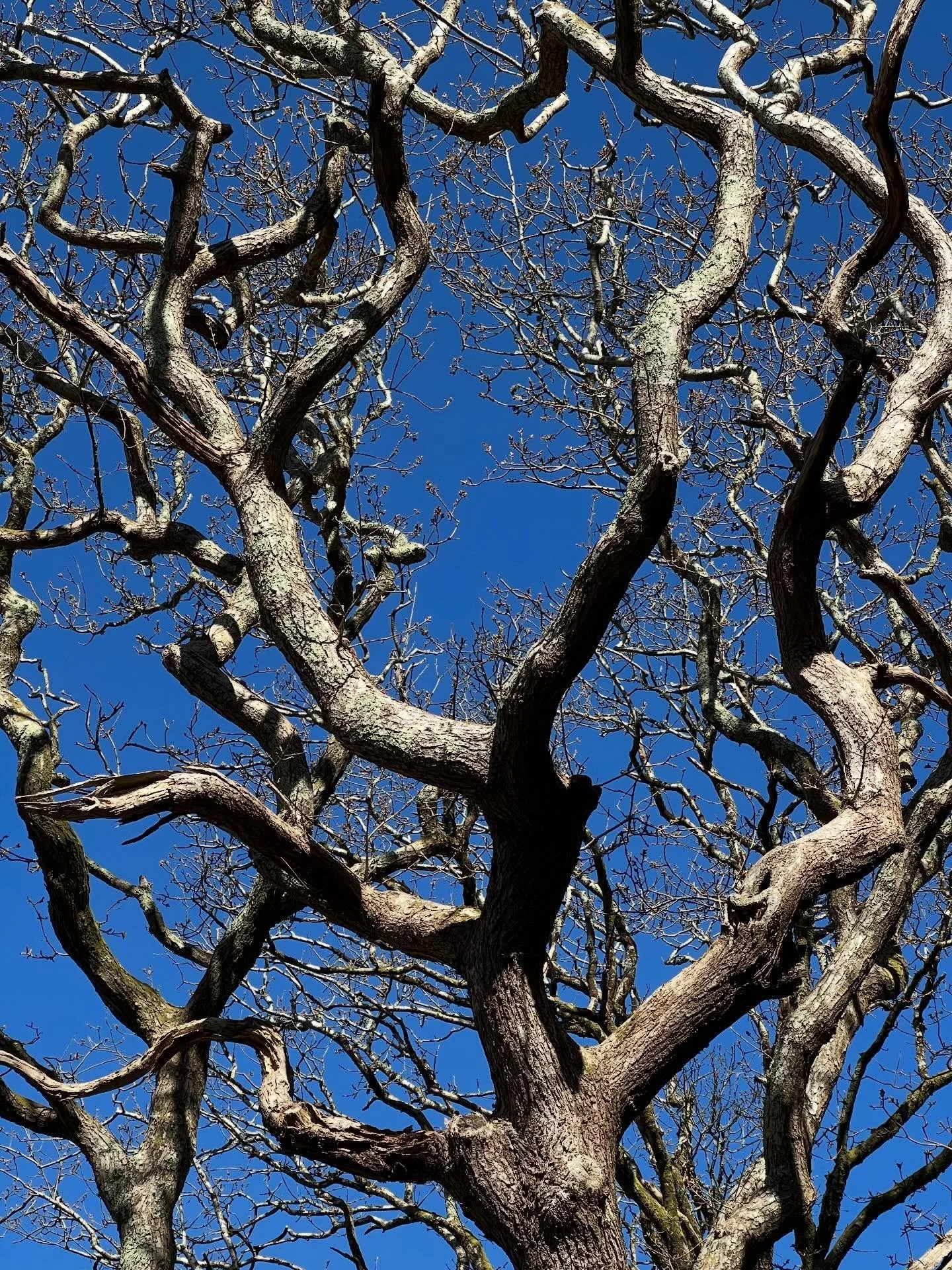 On days like this in Devon&hellip;&hellip;the beautiful organic form of a tree against the bluest of skies!  What an incredible Spring day it is! 
.
.
.
#spring #bluesky #inspiration #mothernature #devonlife