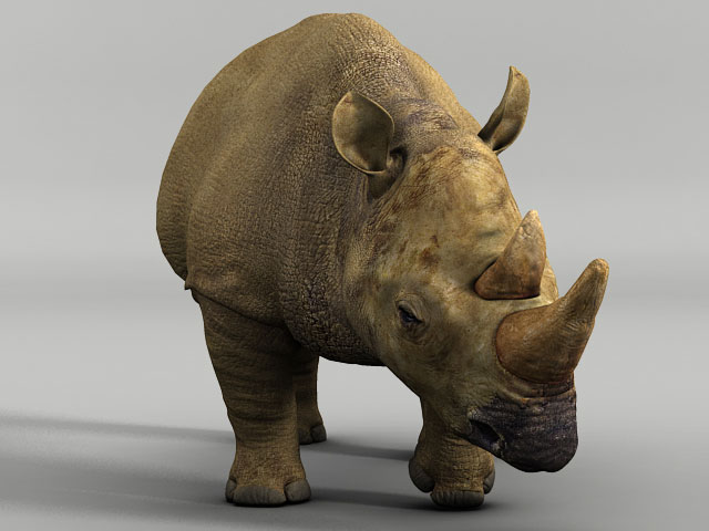 Rhino3.jpg