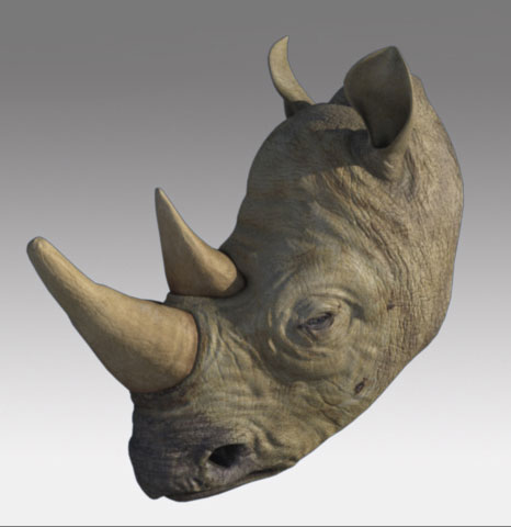 Rhino5.jpg