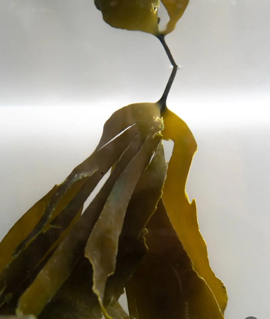 SEAWEED SAUERKRAUT WORKSHOP