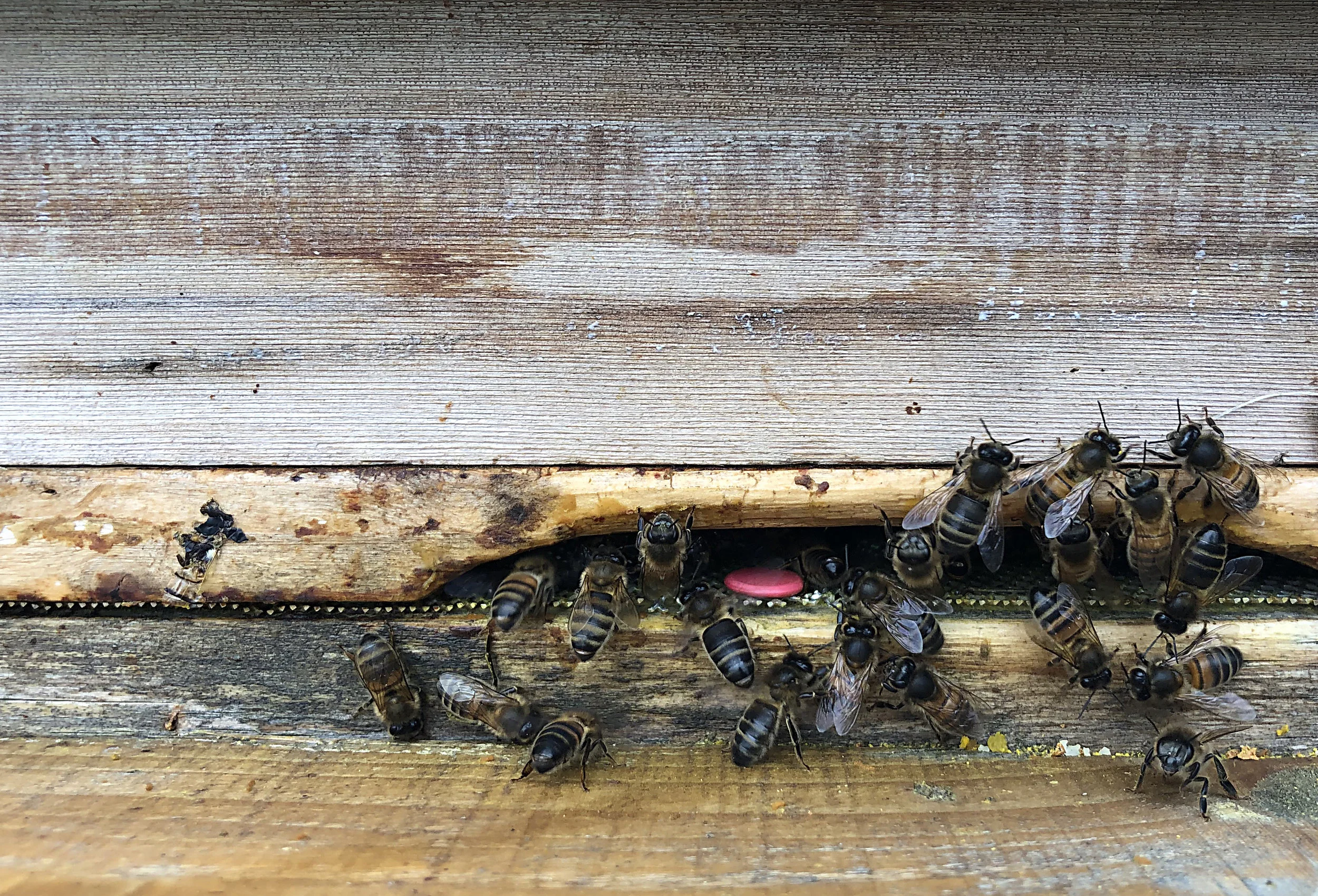 Bees out flying and bringing in the goods