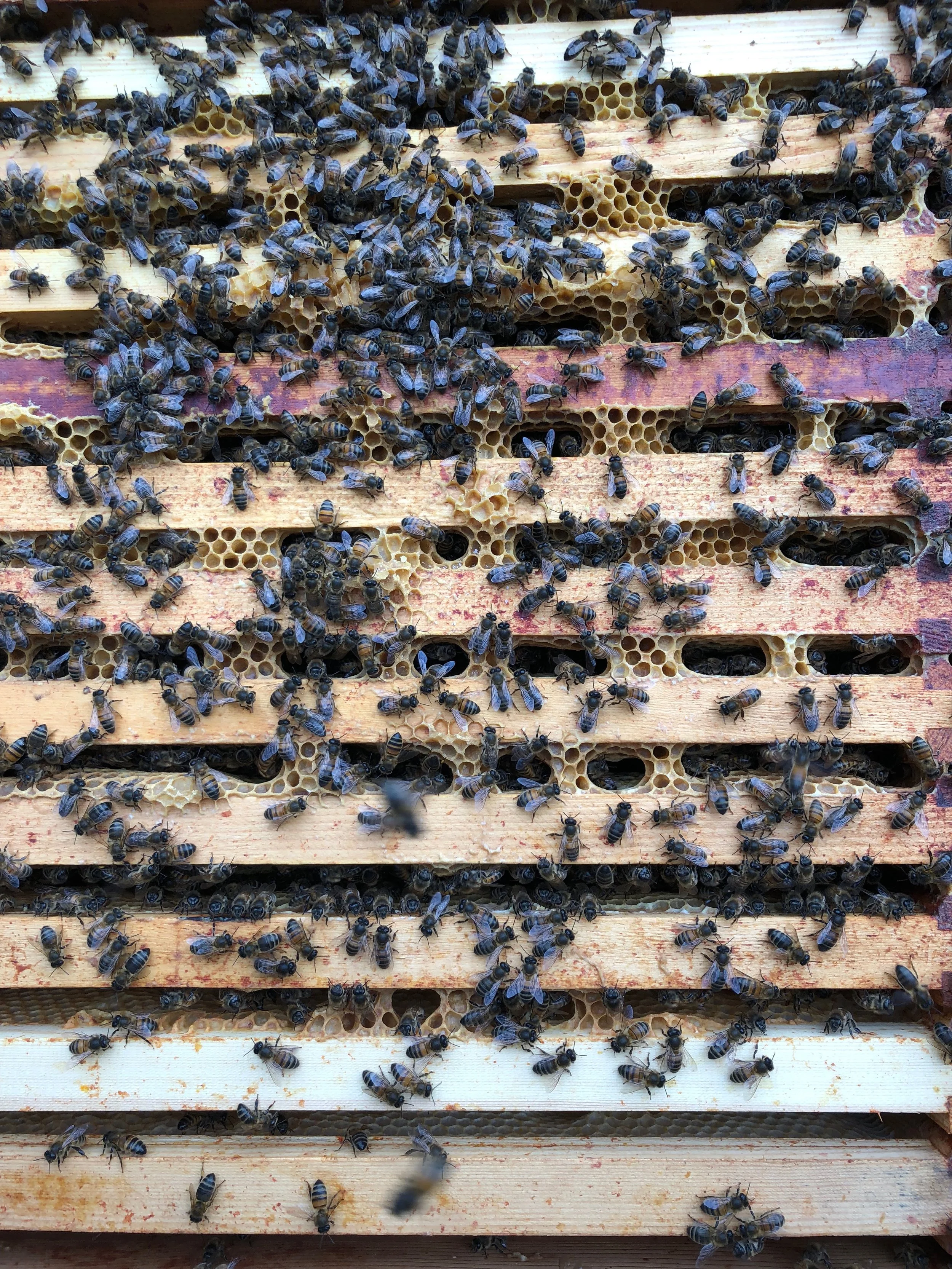 Nice covering of bees on the frames