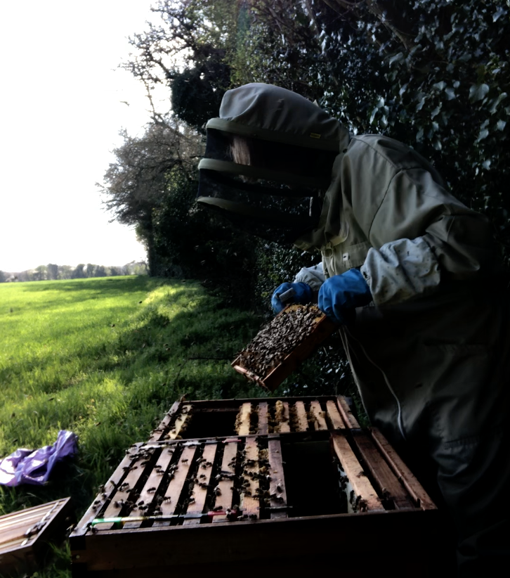 SHAKING BEES FROM THE OLD BROOD BOX IN TO THE NEW ONE