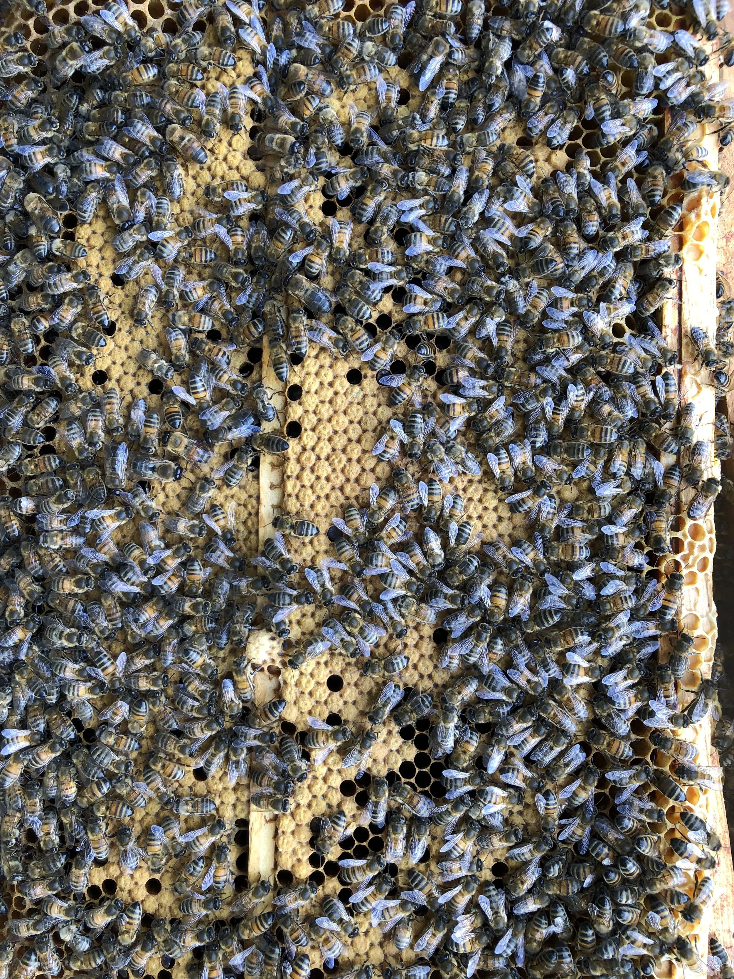 “Amelie’s Hive” Lovely wall to wall brood. Clever girls.