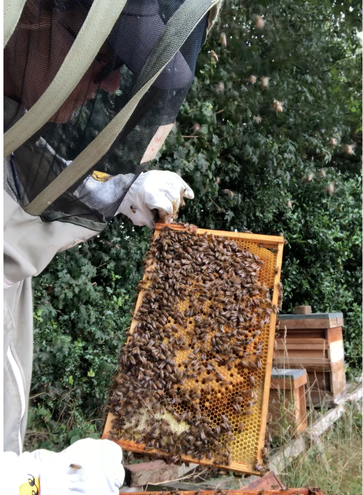 Look at all the bees coming at me!