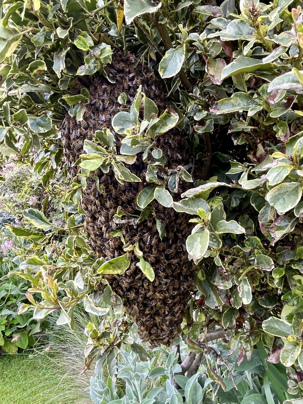 The swarm