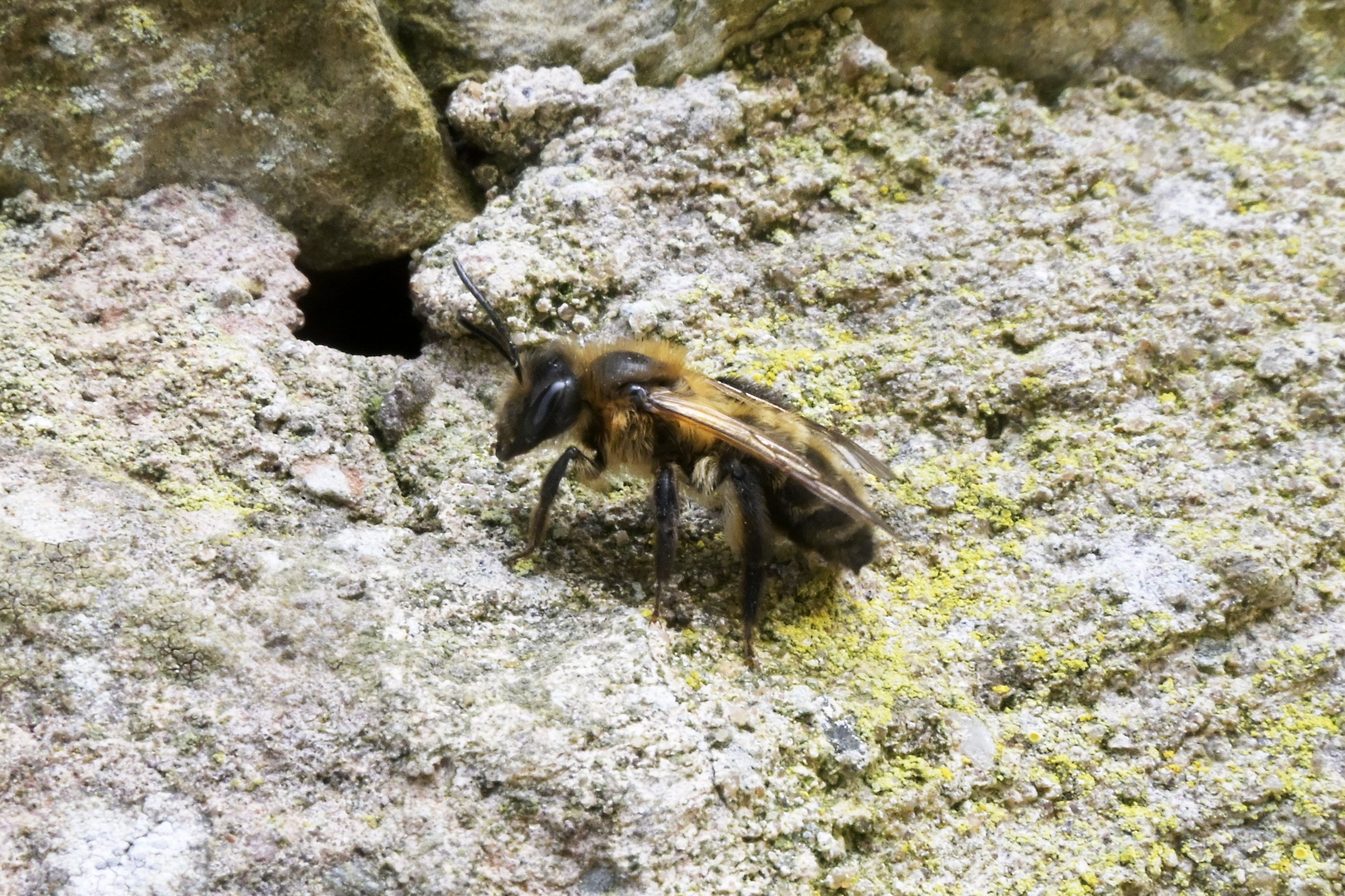 SOLITARY BEES IN OUR CHURCH WALL